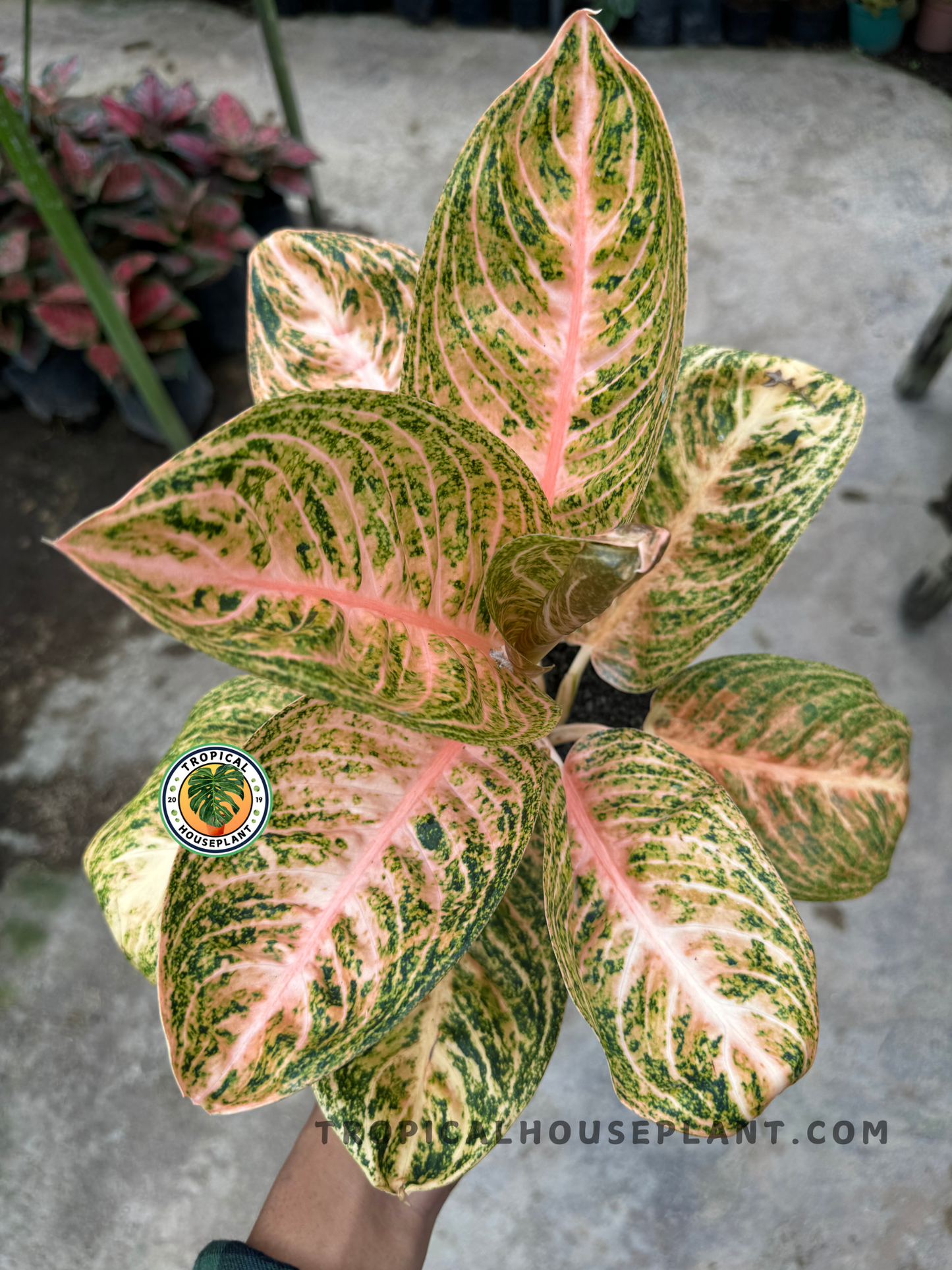 Close-up overhead image of Aglaonema Widuri with lush, brightly colored foliage fanned out in a full rosette form, highlighting vivid leaf pattern.