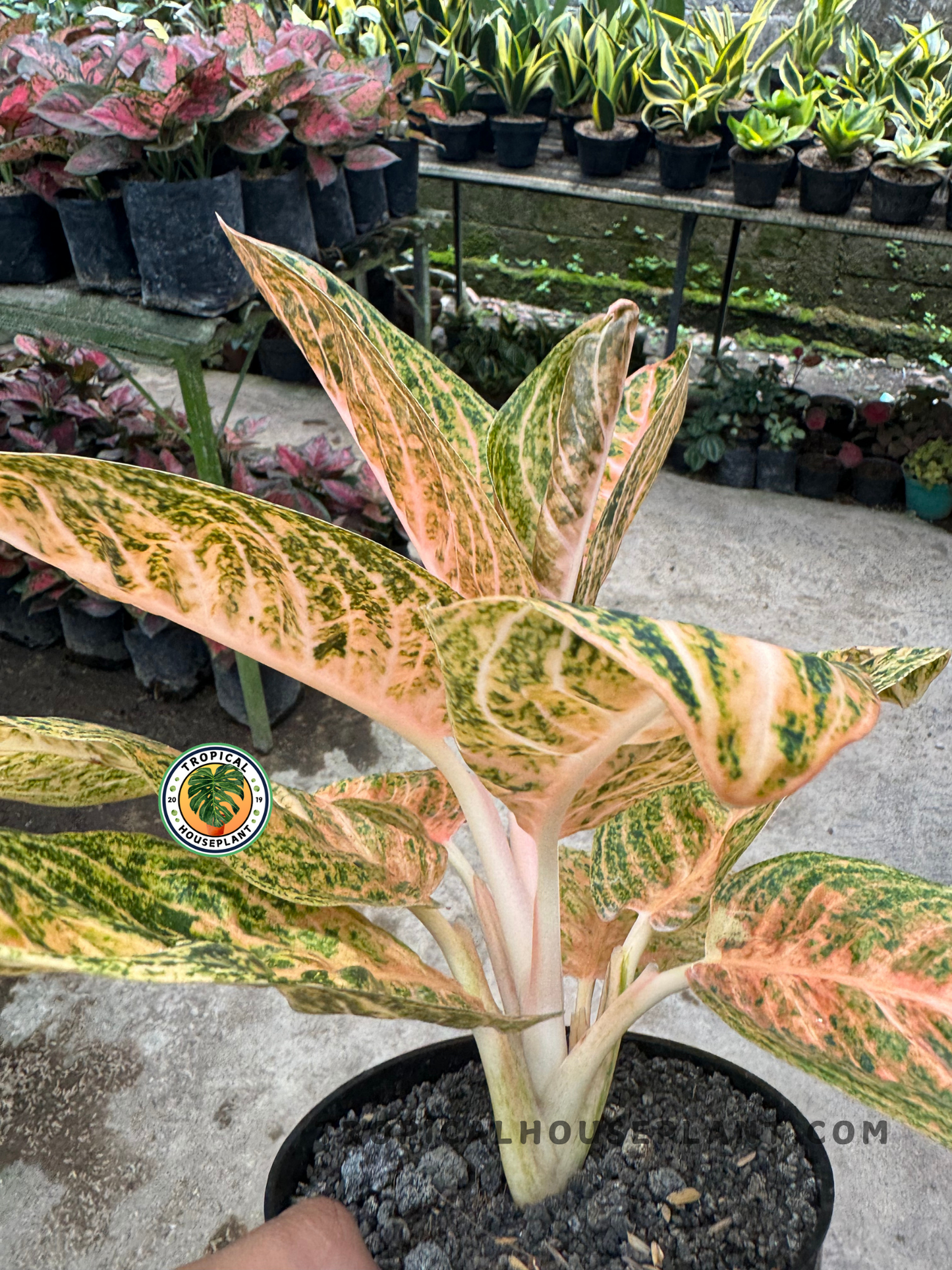 Aglaonema Widuri plant in a black pot showing upright, elongated leaves with pink and green variegation, captured in an outdoor nursery setting.