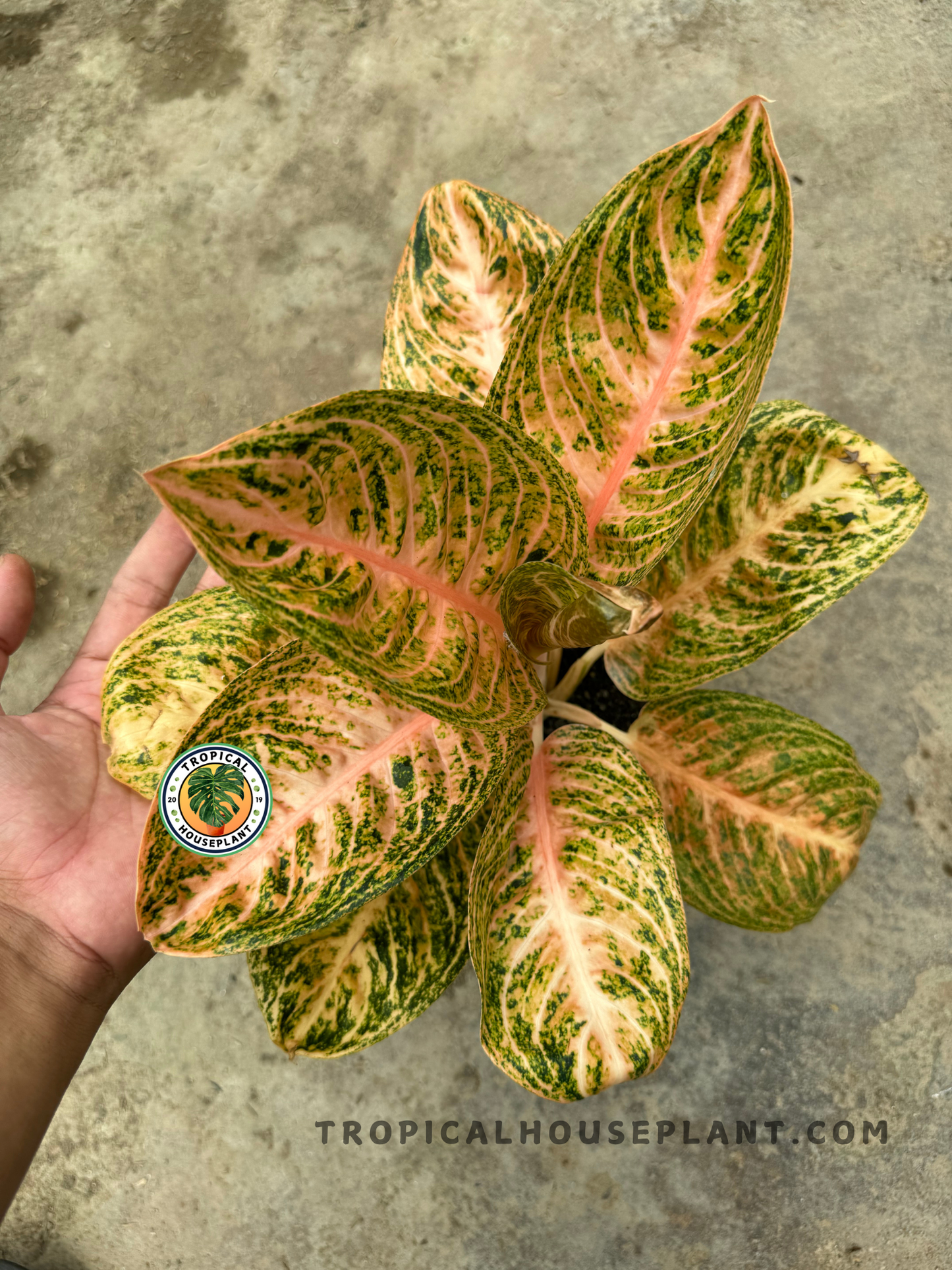 Top-down view of Aglaonema Widuri showcasing symmetrical, oval leaves with coral-pink centers and green mottled edges on a concrete background.