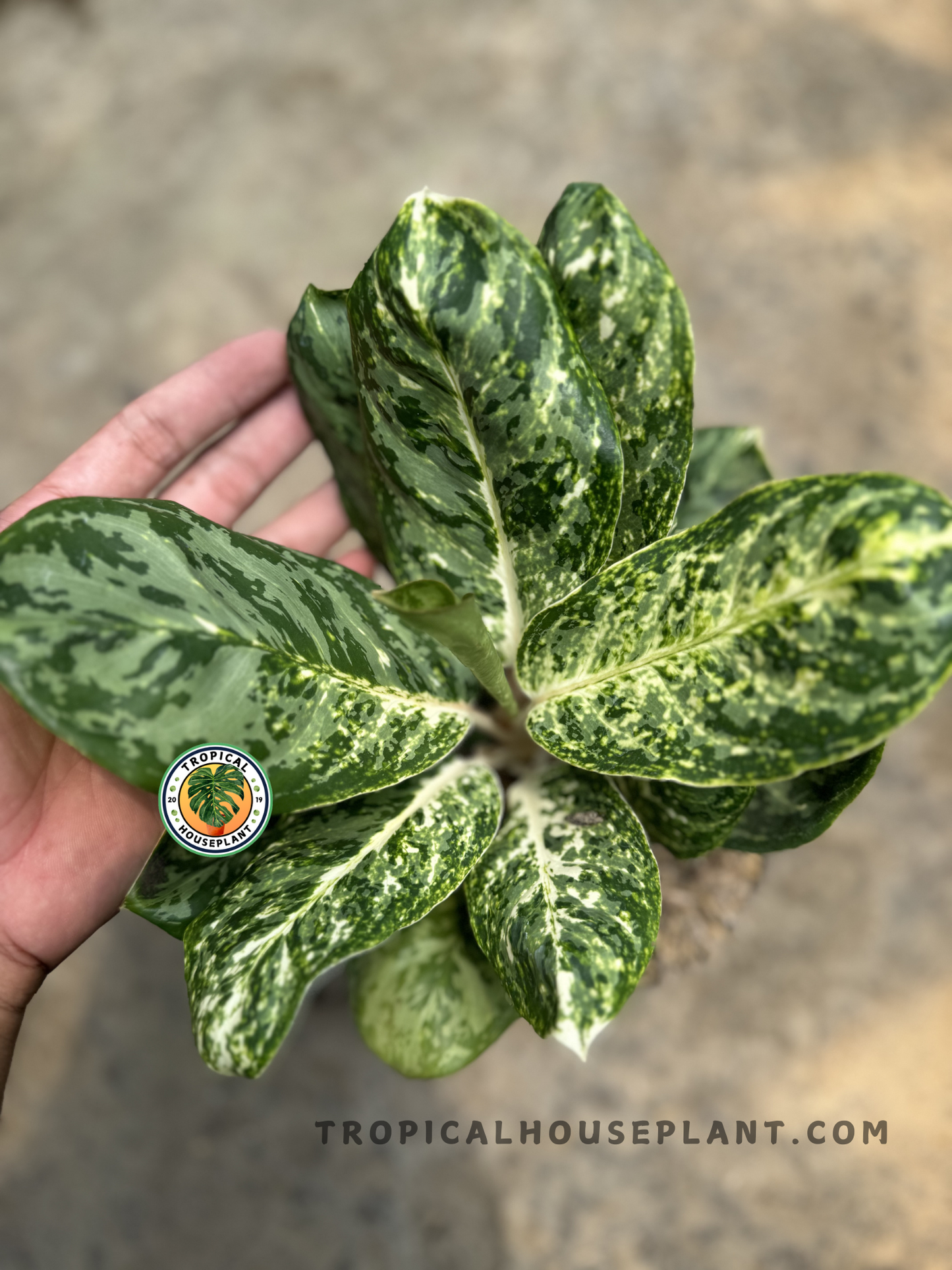 A full rosette of Aglaonema Green Papuma seen from above, showcasing its dense, symmetrical foliage and artistic white-on-green leaf markings.