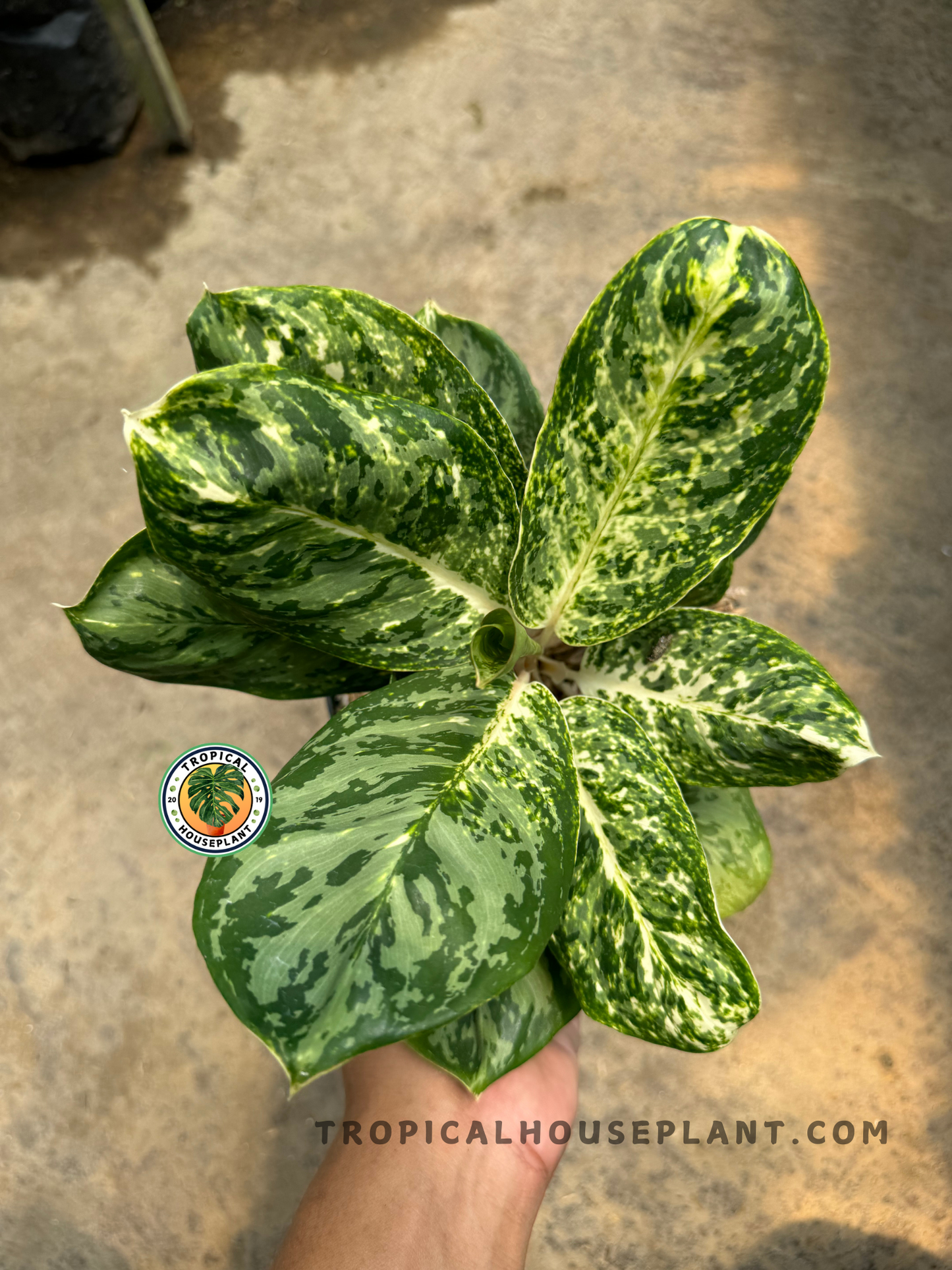 Top-down view of Aglaonema Green Papuma displaying thick, broad leaves with emerald green and creamy speckled variegation held by hand on concrete.