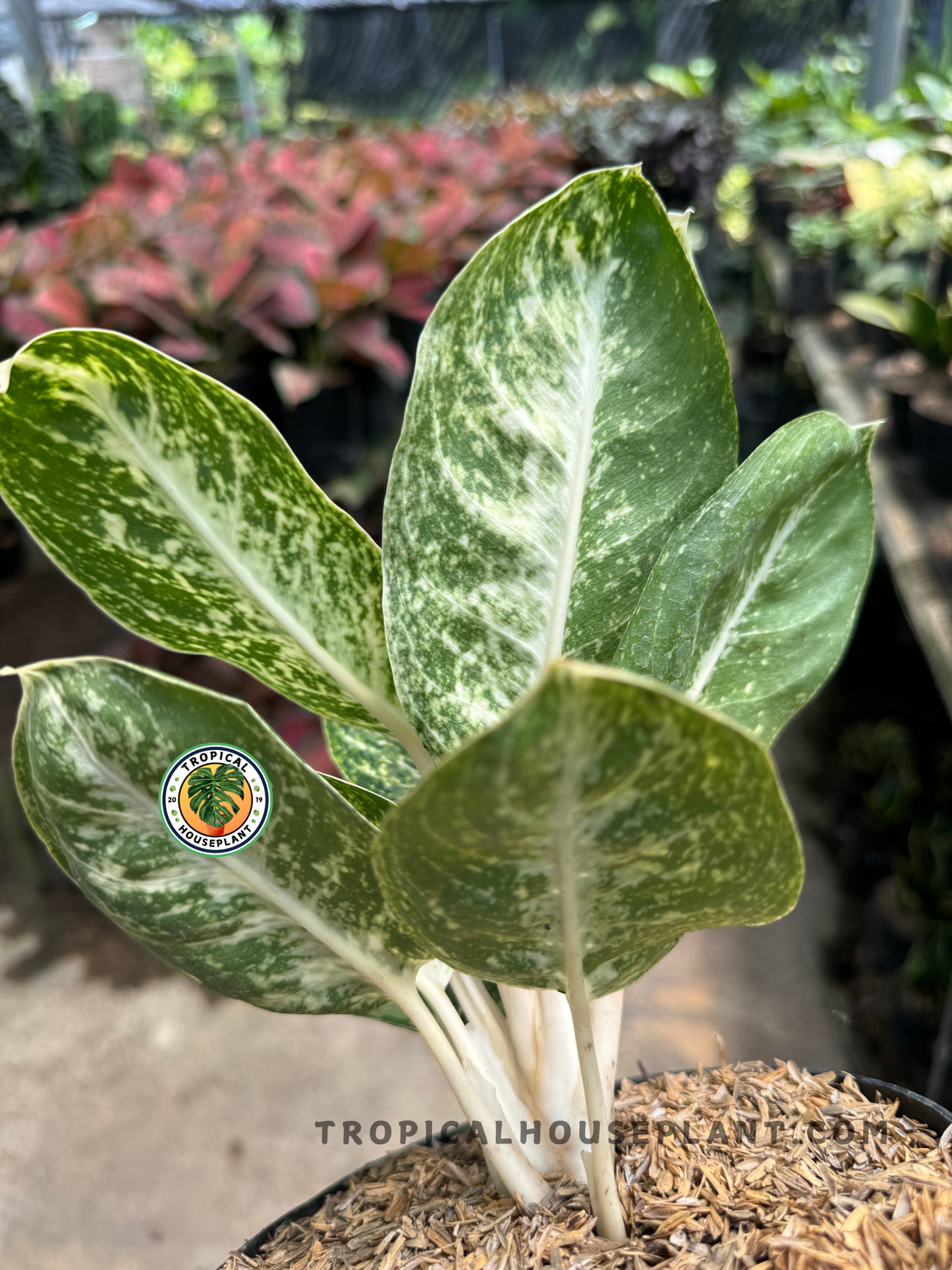 Side-angle view of Aglaonema Green Papuma highlighting its pale green-white stems and upward growth of speckled leaves in a nursery environment.