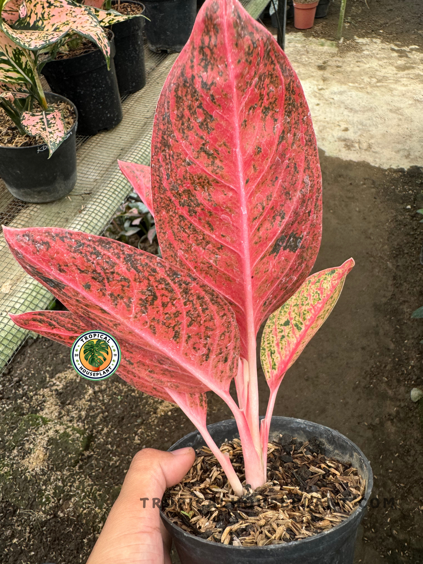 Close-up of Aglaonema Kendedes with a strong focus on leaf texture, pinkish stems, and dense red foliage with green marbling.