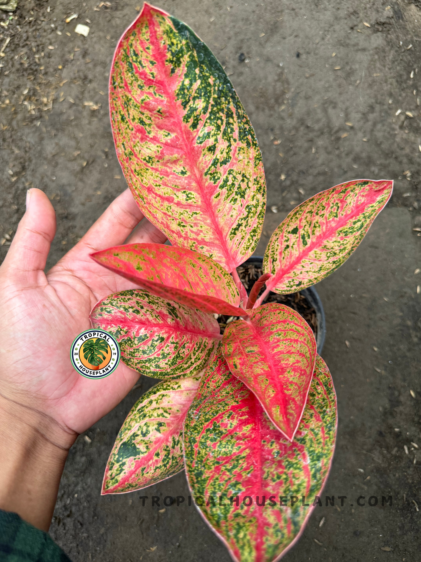 Aglaonema Kendedes held by hand, showing wide red leaves with green and cream variegation and vibrant stem color.