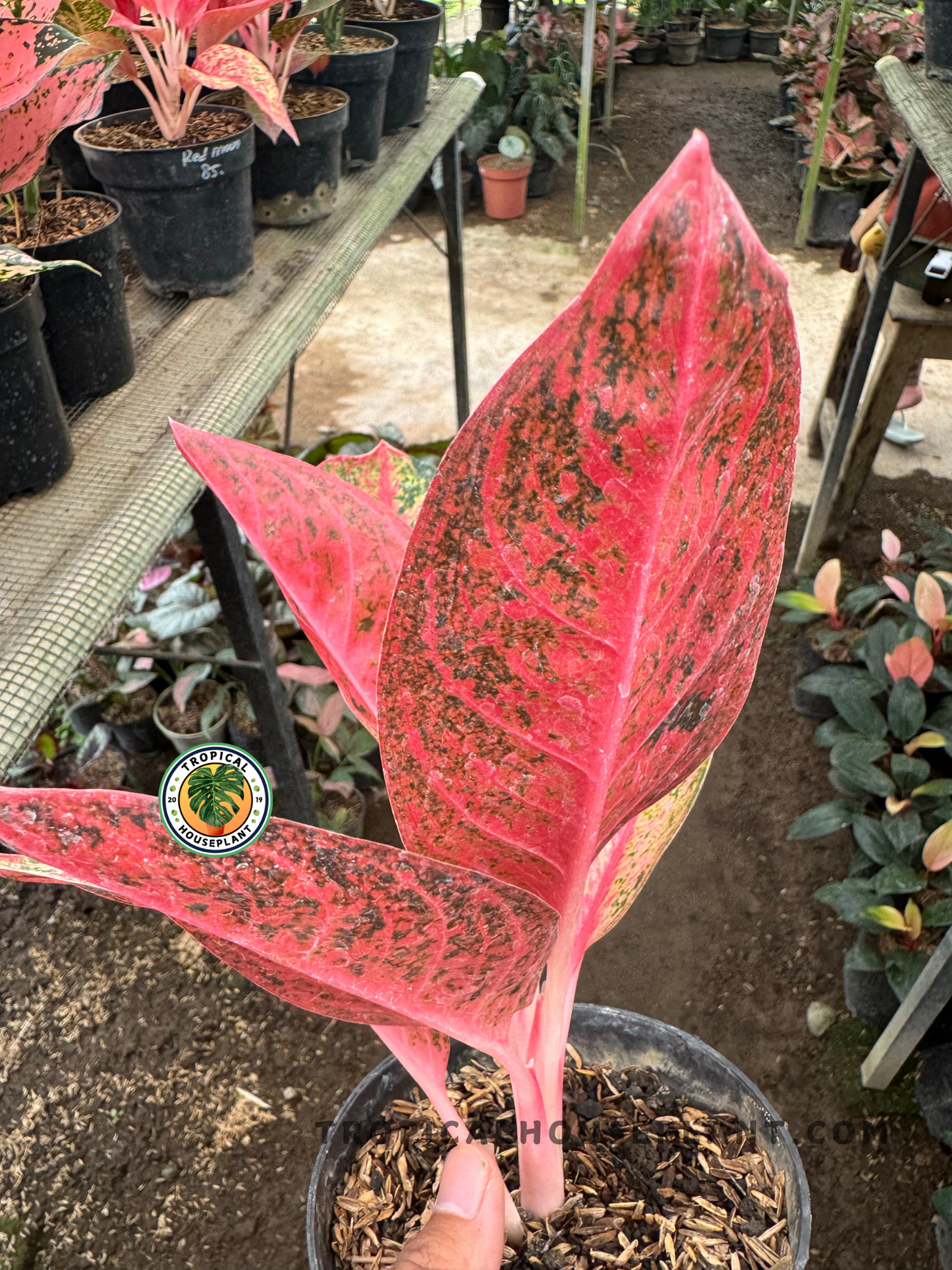 Side view of Aglaonema Kendedes in a nursery setting, emphasizing its red foliage with dark green flecks and upright growth habit.