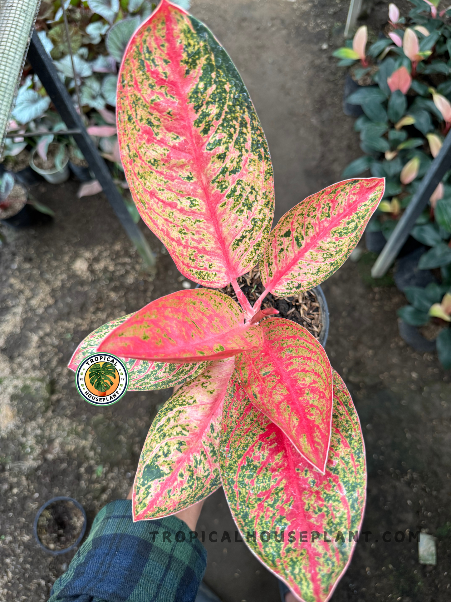 Top-down look at Aglaonema Kendedes from above, showcasing symmetrical growth and multicolored leaf pattern.