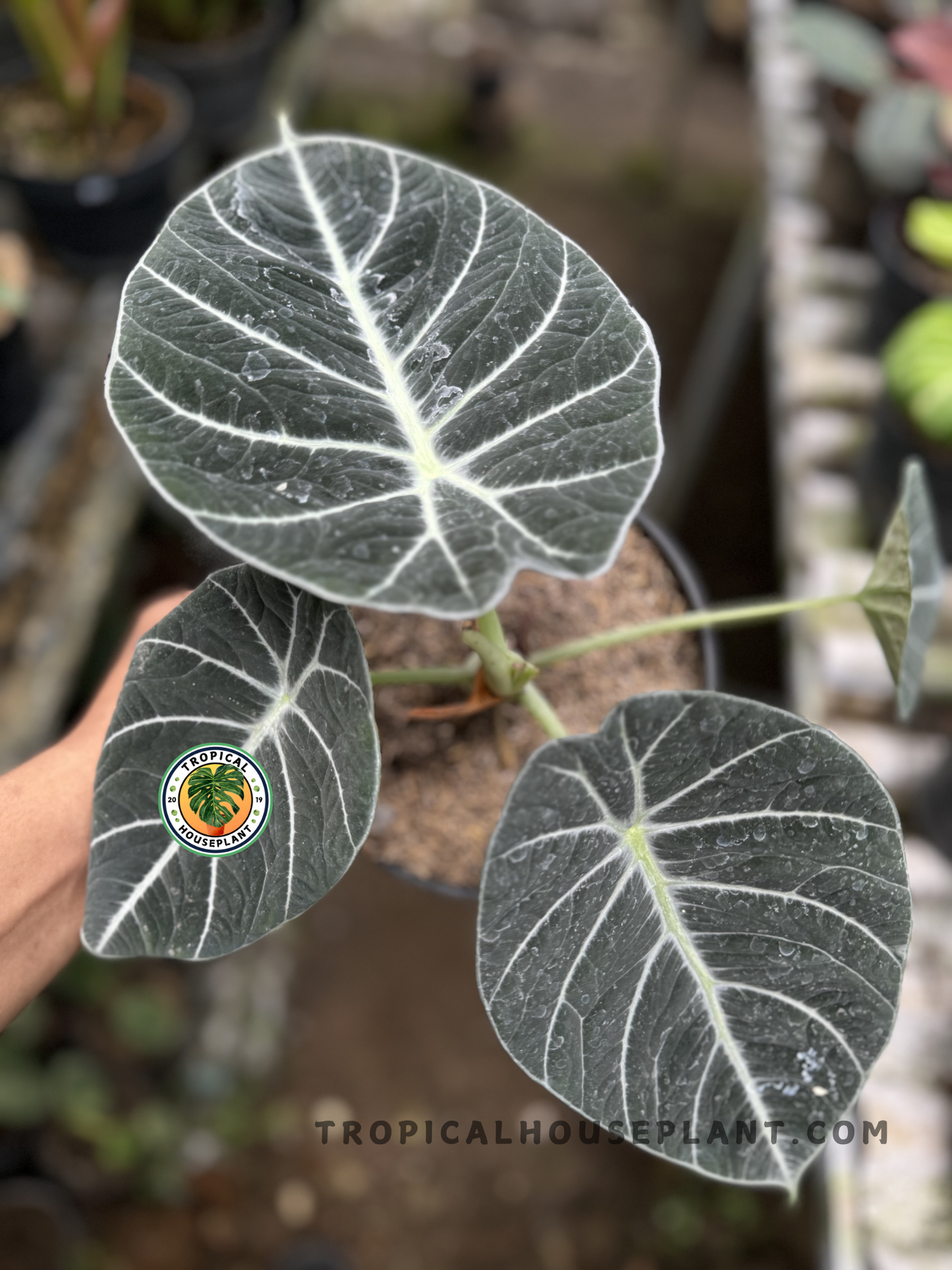 Alocasia Black Velvet live plant with three mature dark velvet-textured leaves featuring silvery veins, photographed in a nursery.