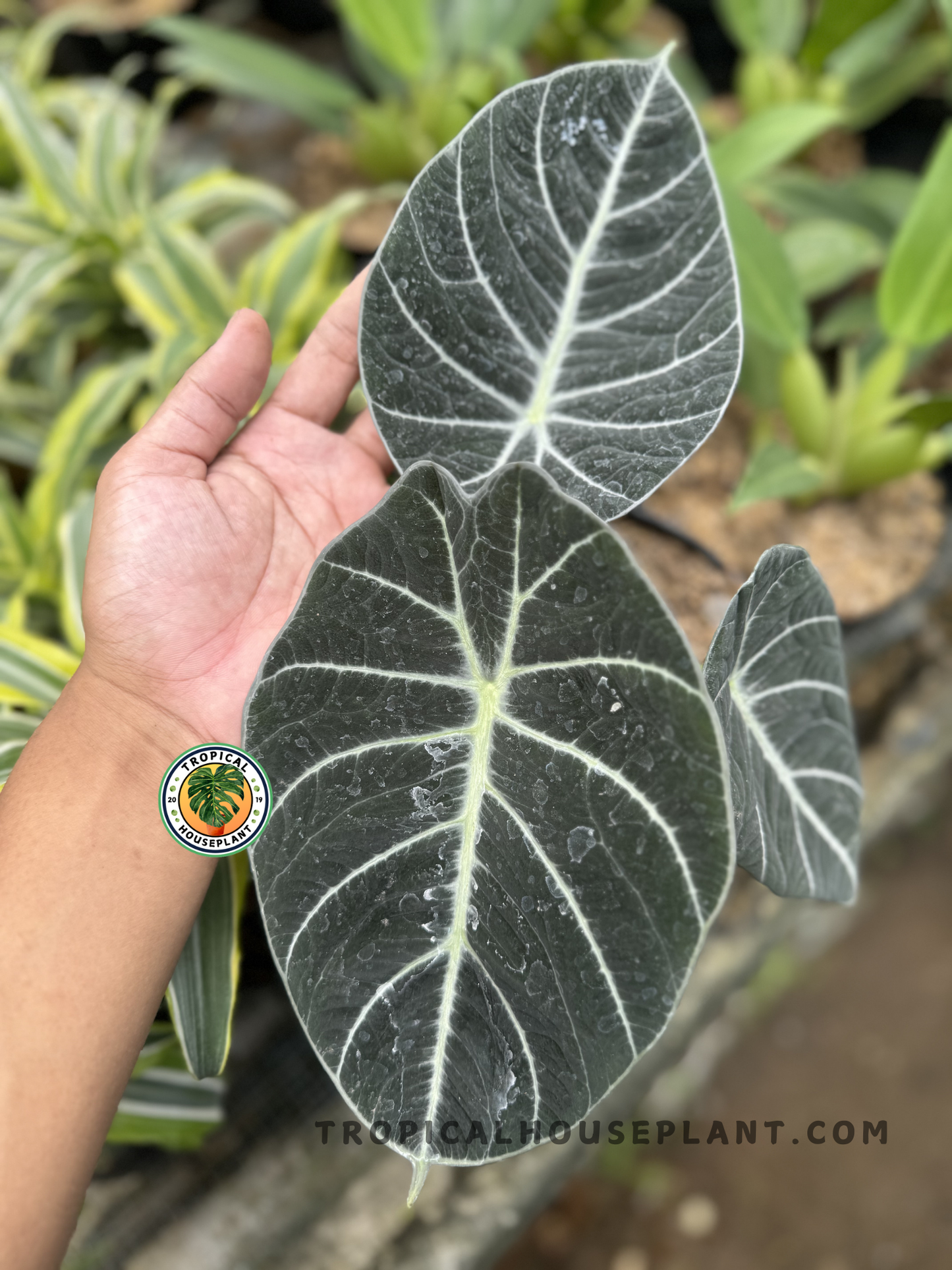 A hand holding Alocasia Black Velvet, highlighting the velvety black-green leaf texture and vivid white veining against a lush tropical background.