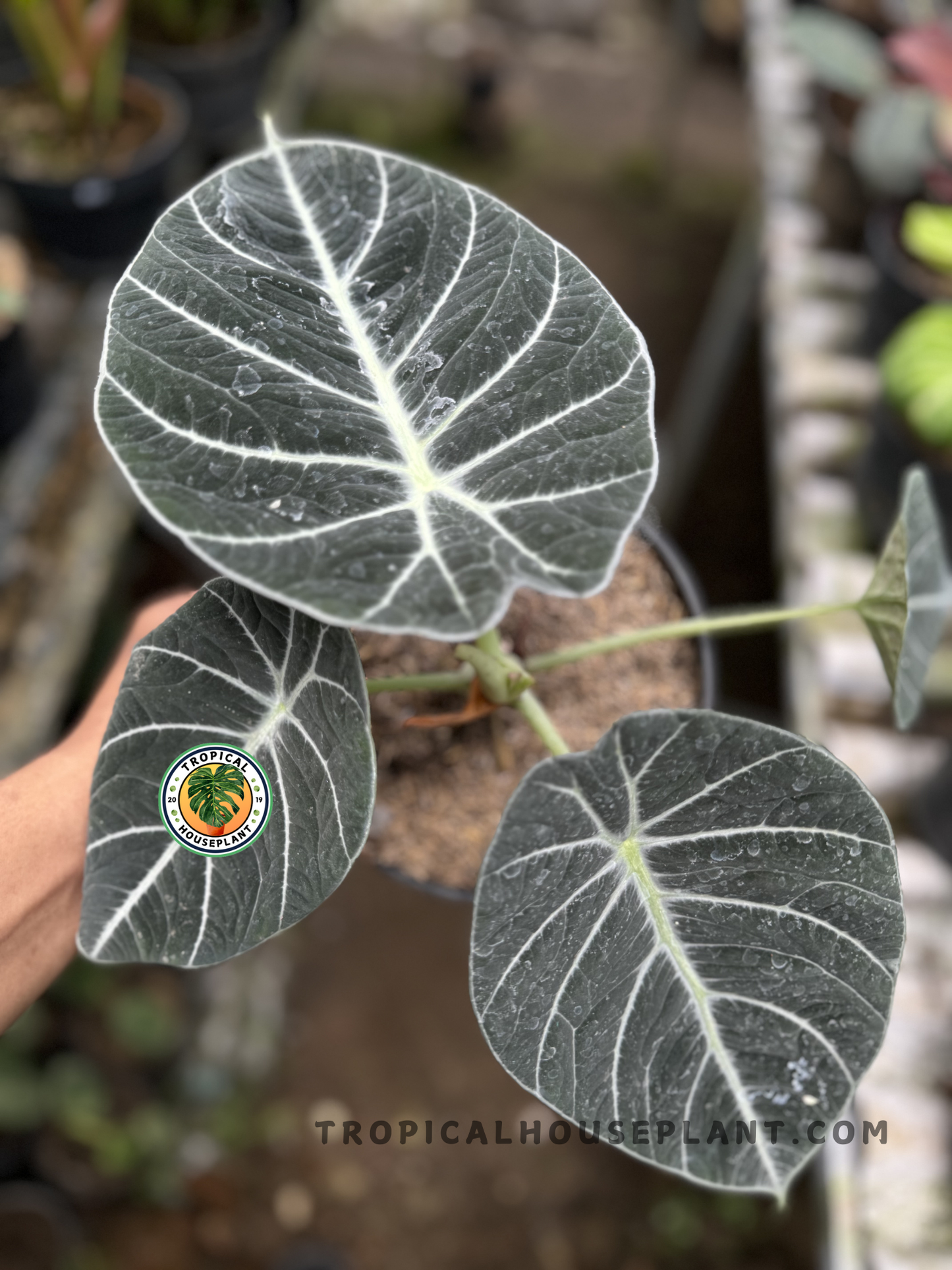 Close-up view of Alocasia Black Velvet's striking foliage with water droplets resting on the deep green velvet surface.
