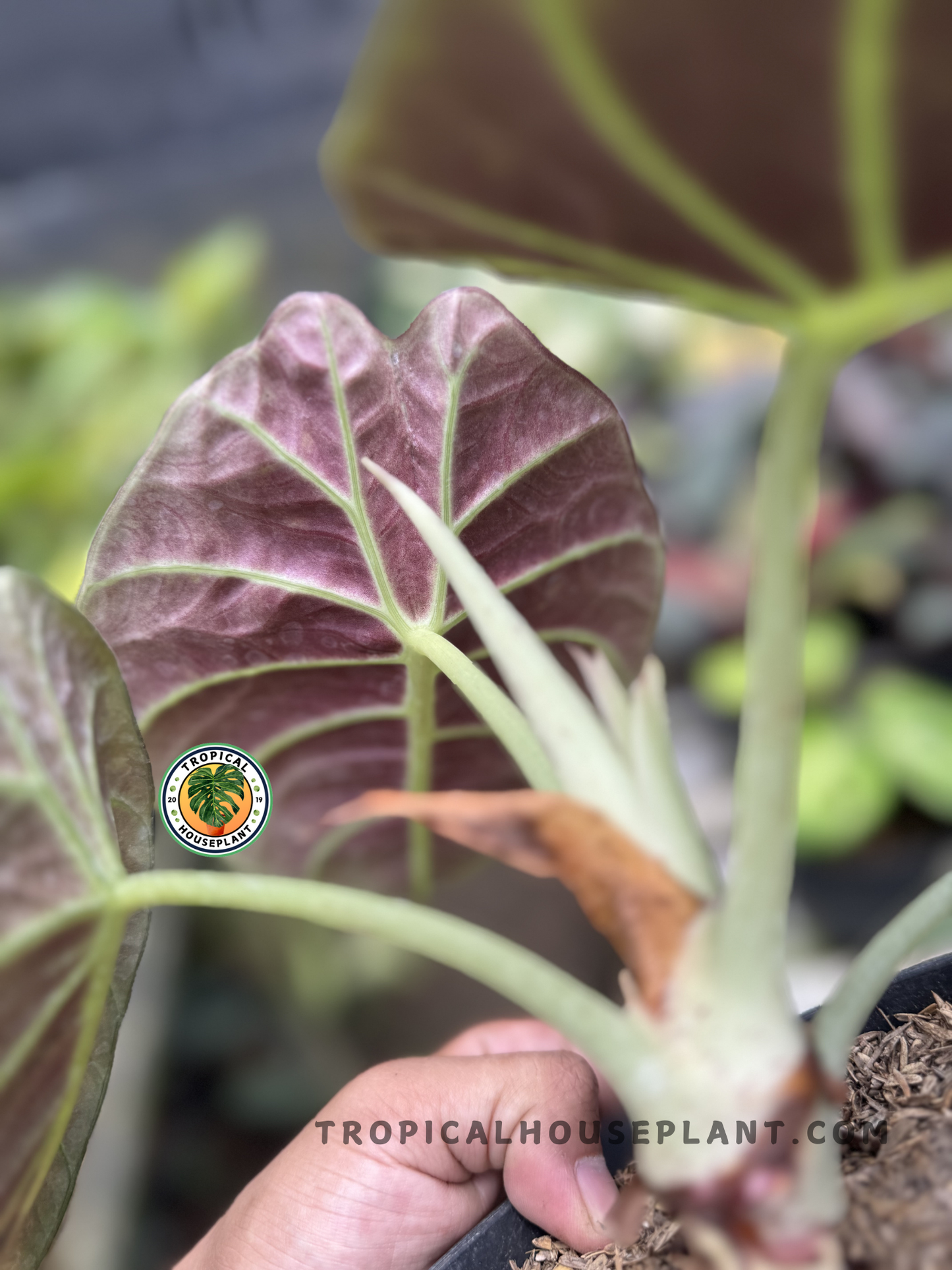 Underside of Alocasia Black Velvet leaves showing rich purple coloration and strong veins, held above a pot with textured soil.