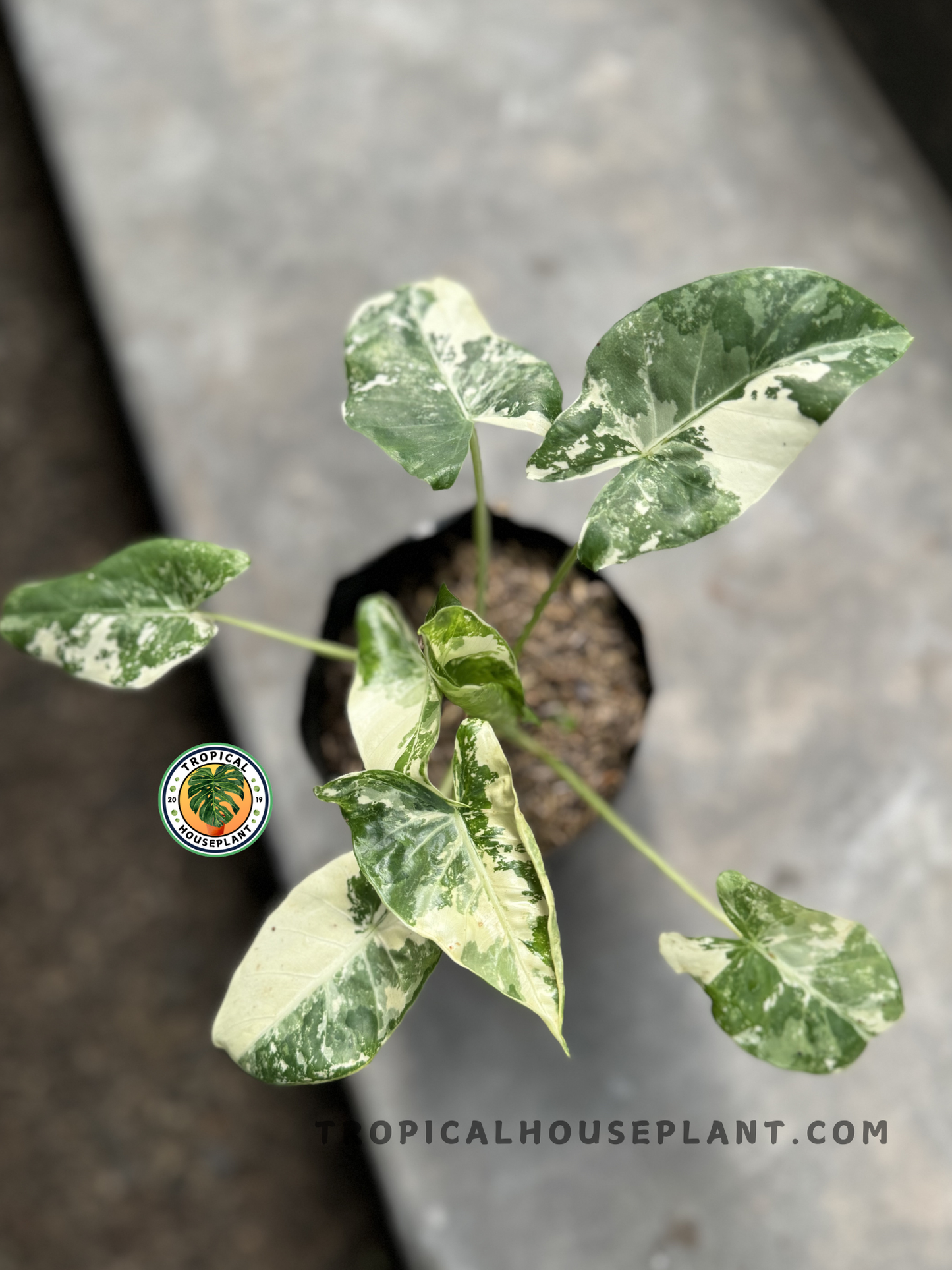 A top-down view of Alocasia Macrorrhiza Variegated, showcasing its creamy white and green marbled leaves in a black nursery pot.