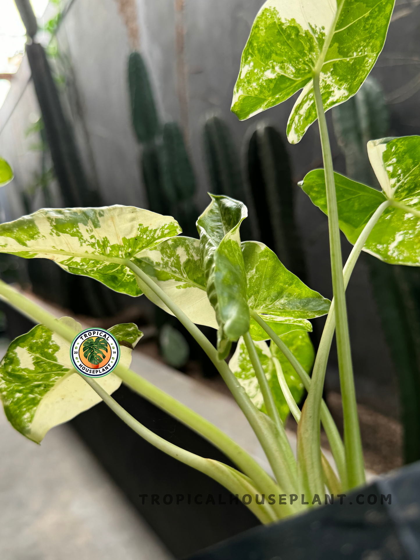 A side-angle shot of Alocasia Macrorrhiza Variegated, emphasizing its strong stems and vibrant variegated foliage in a tropical garden setting.