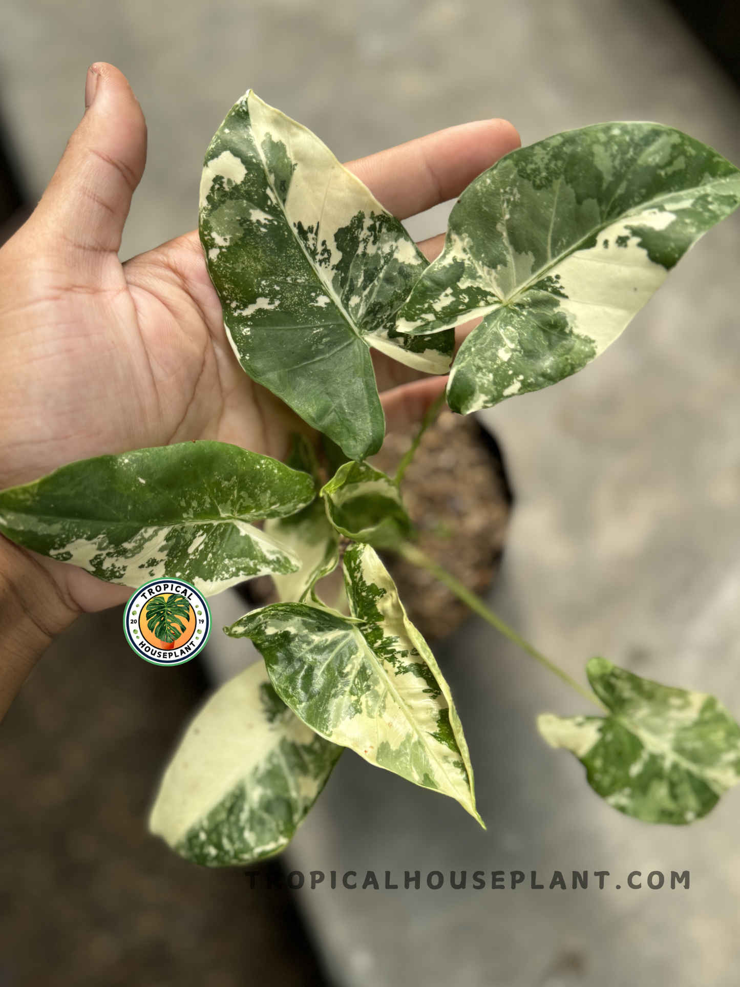 A close-up of Alocasia Macrorrhiza Variegated held in hand, highlighting its large arrow-shaped variegated leaves with intricate patterns.