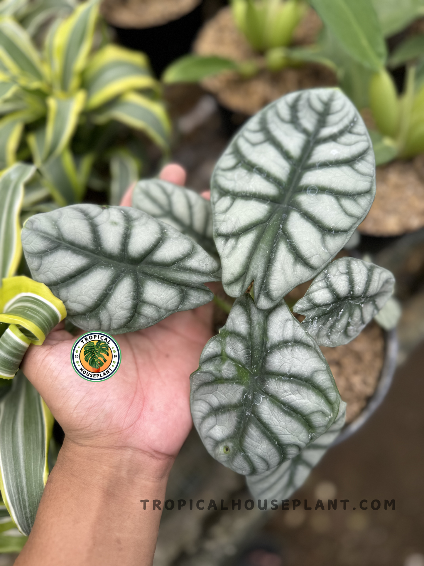 Hand holding Alocasia Silver Dragon, showcasing its shimmering silver leaves with deep green veins and leathery texture in a nursery setting.