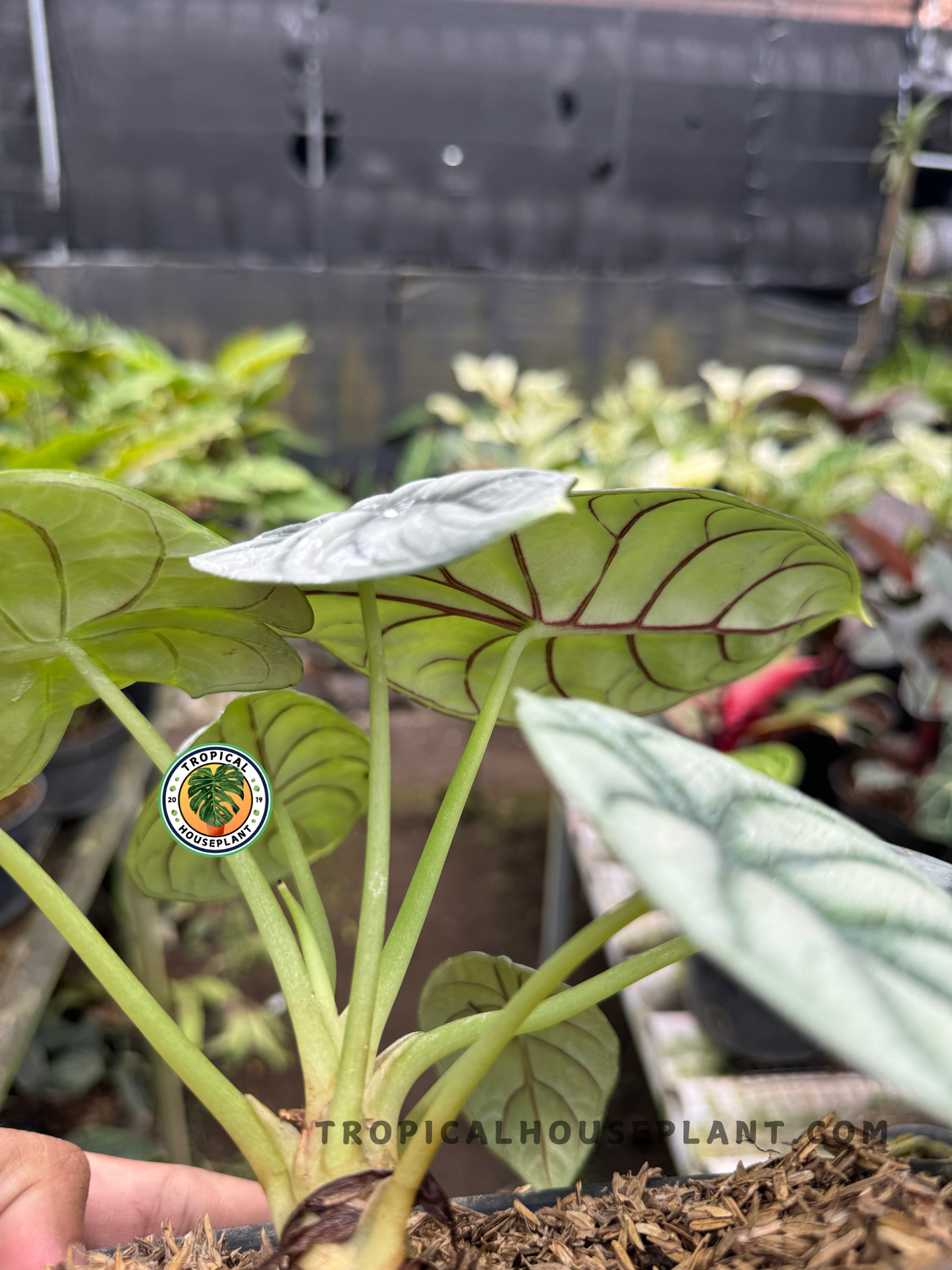 Underside view of Alocasia Silver Dragon showing the pale-green stems and contrasting reddish veins beneath the silvery foliage.