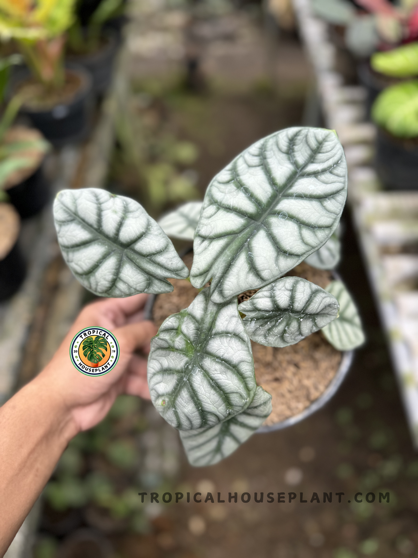 Top view of Alocasia Silver Dragon in a nursery pot, featuring several mature leaves with bold vein structure and compact growth habit.