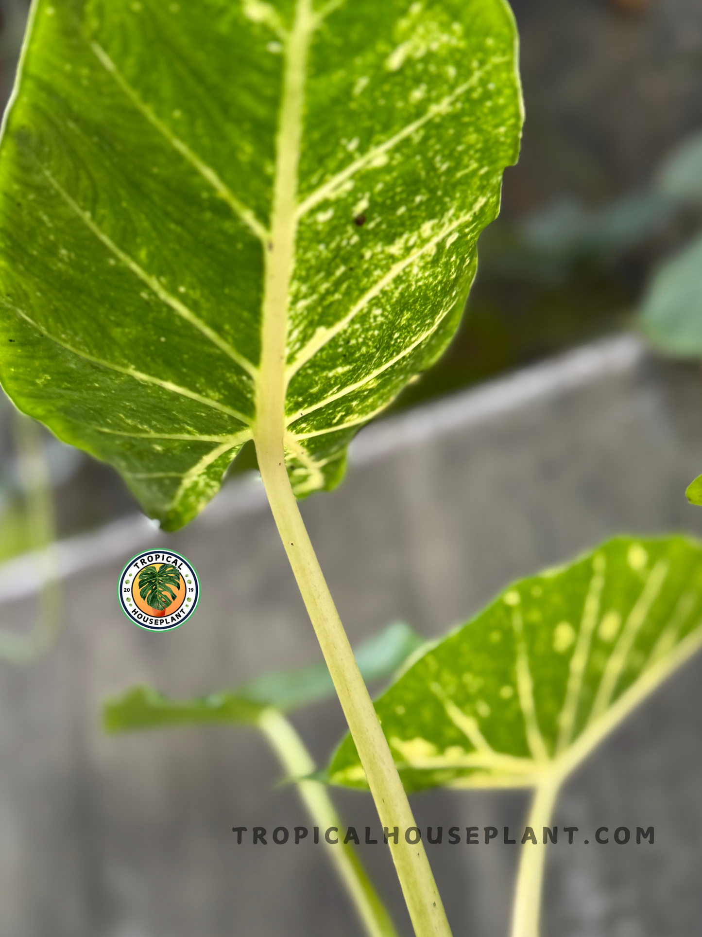 Close-up view of Alocasia macrorrhiza New Guinea Gold leaf, highlighting vibrant yellow veining against a deep green textured surface.