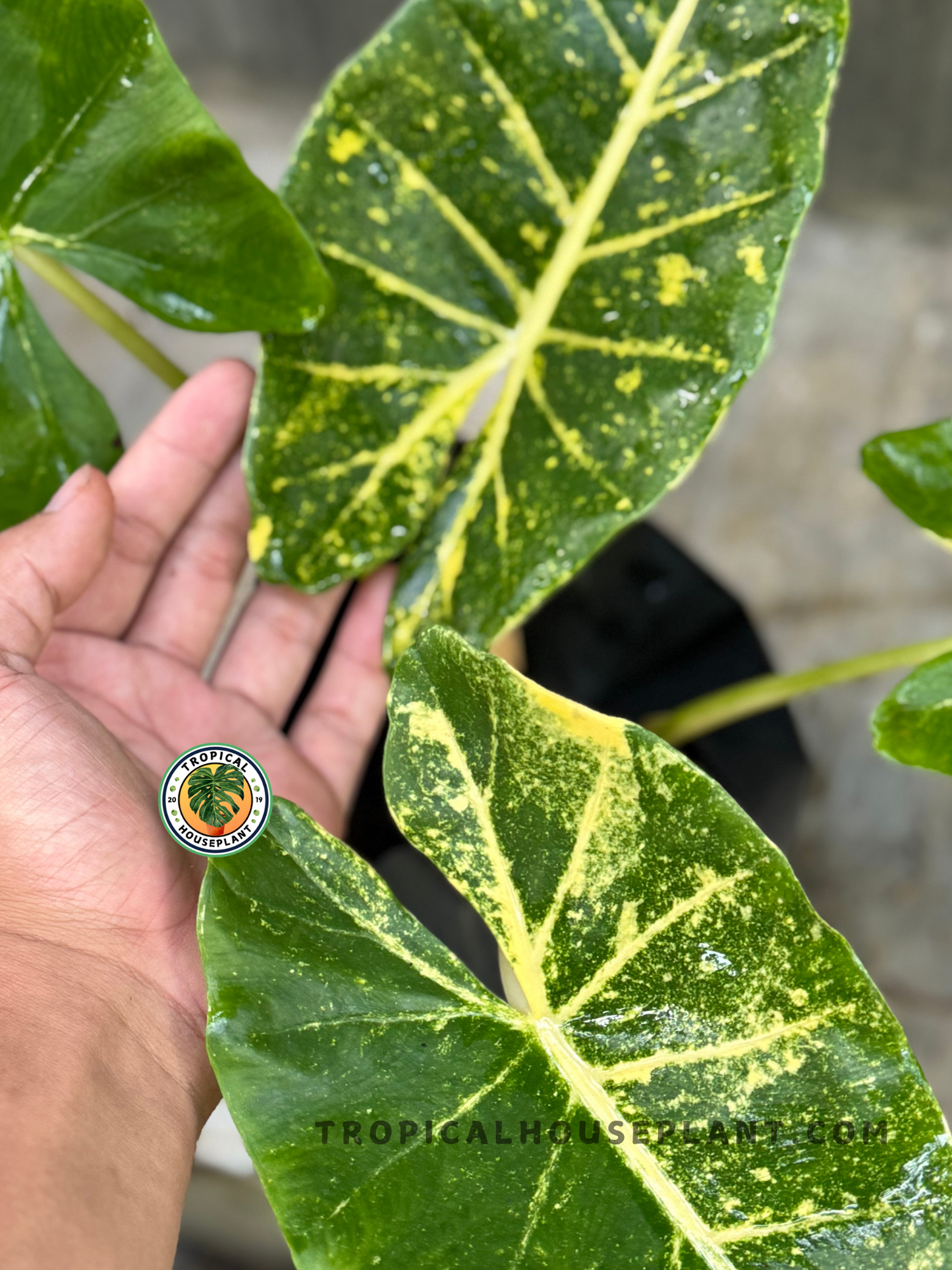 Hand gently supporting the leaf of Alocasia macrorrhiza New Guinea Gold, capturing the striking marbled yellow and green color variation.