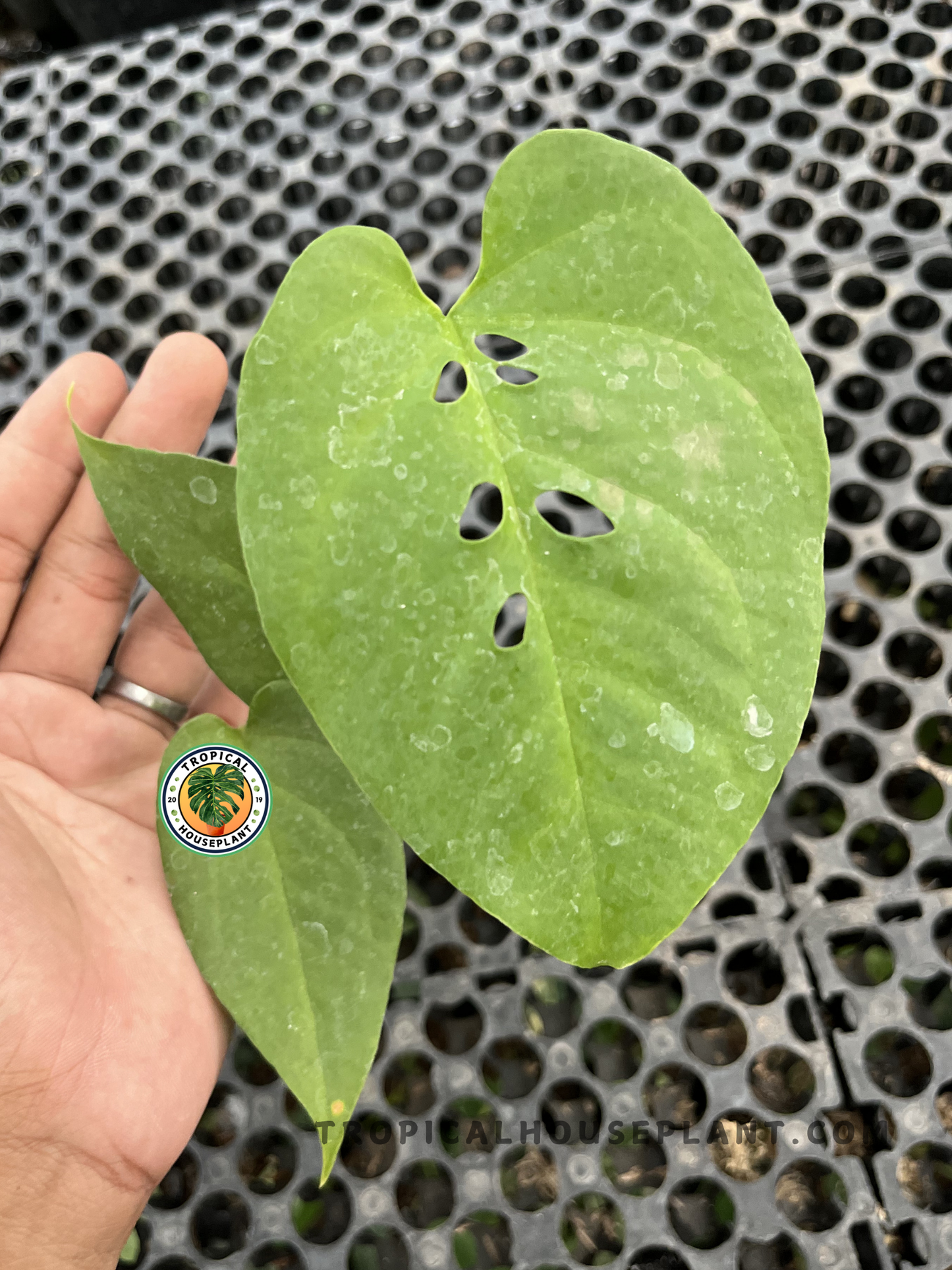 Healthy Amydrium Green showcasing lush green leaves with a smooth texture and upright climbing habit, ideal for indoor tropical plant collections.