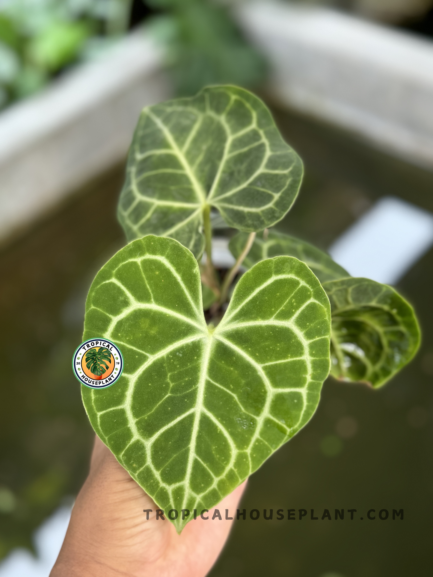 Anthurium Clarinervium Medium with heart-shaped velvety green leaves and striking white veins, fully rooted and ready to ship.