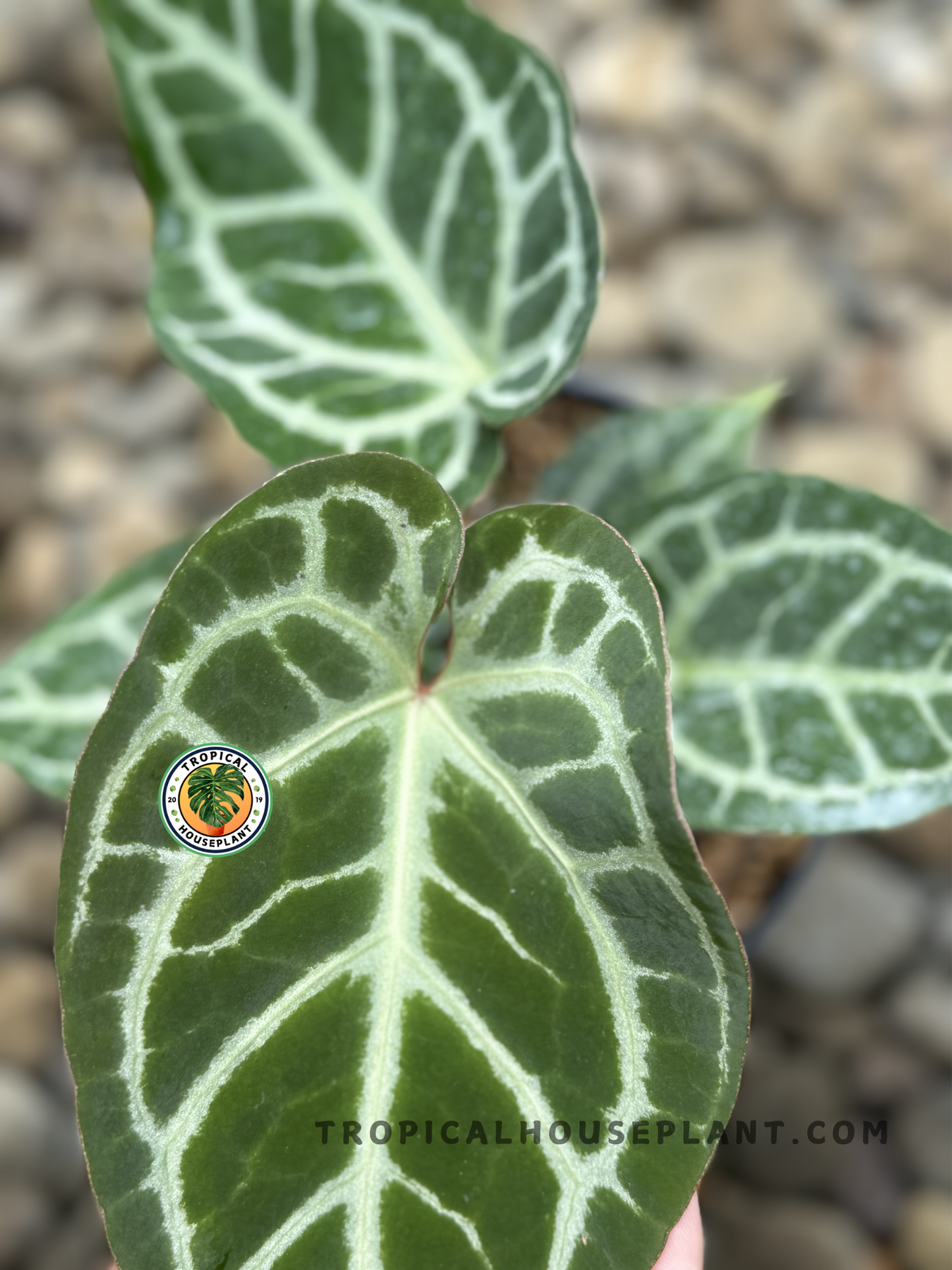 Anthurium Domino plant with glossy green leaves and distinctive white speckles.