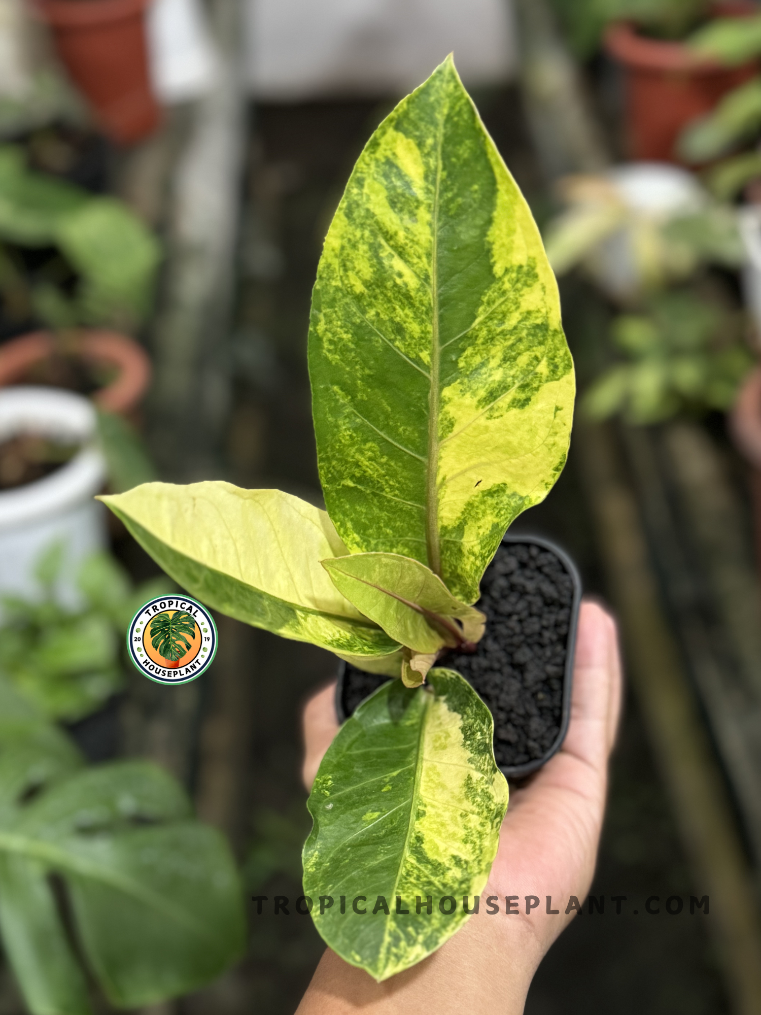 birds nest anthurium price Anthurium Hookeri Variegated 9