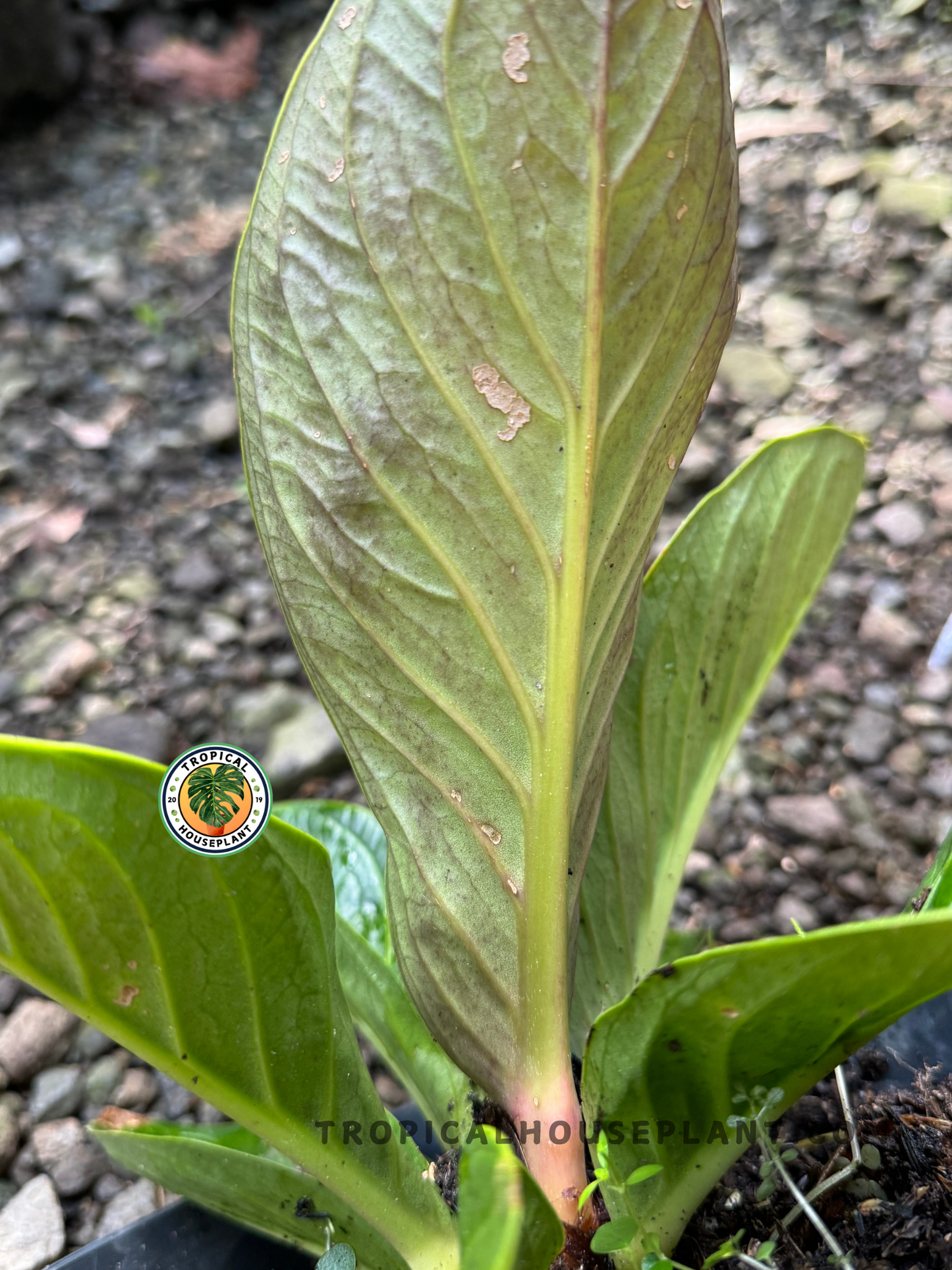 Top-down view of a potted Anthurium Jenmanii Super Bowl with symmetrical, broad leaves in deep green.