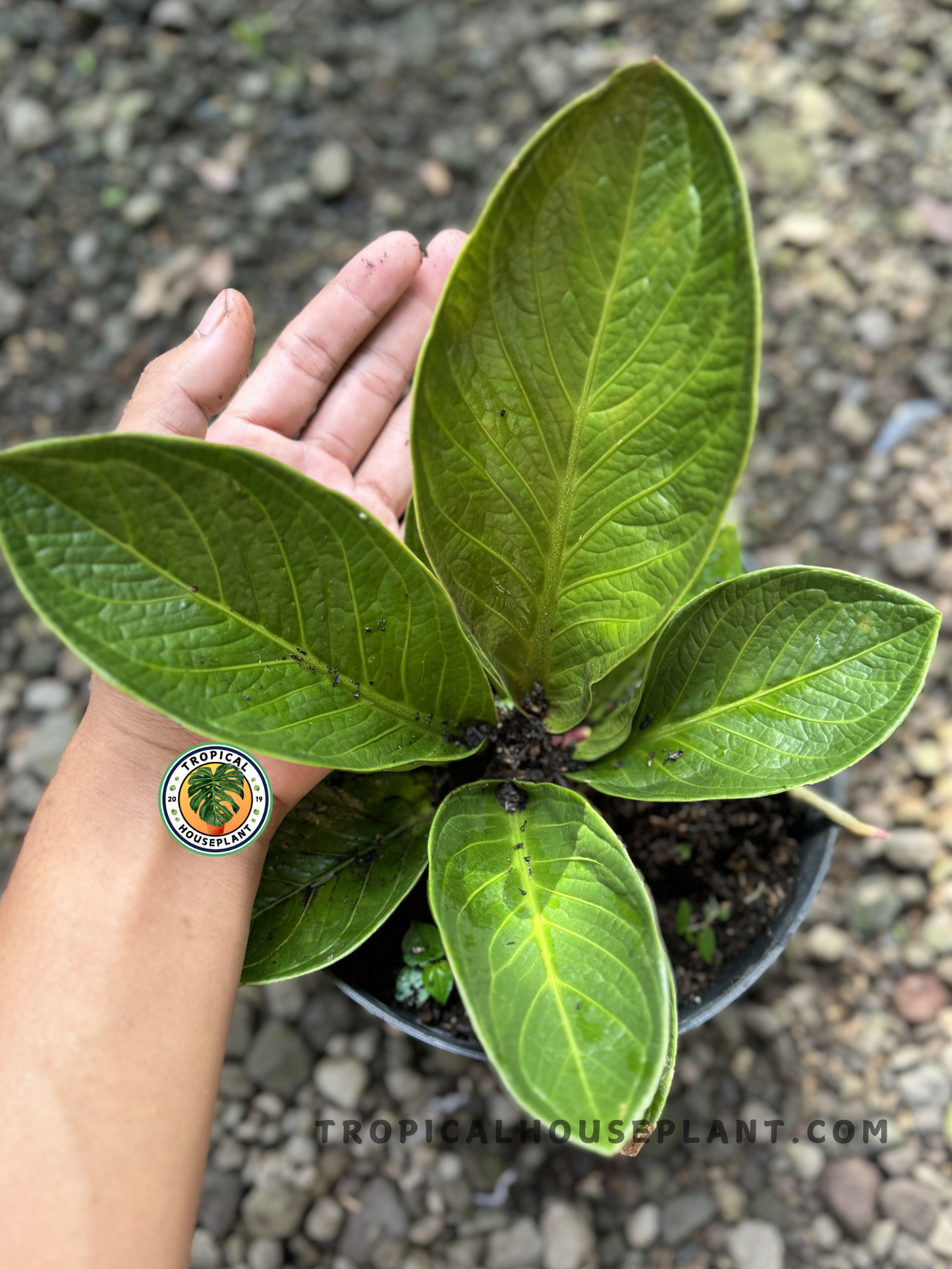 A hand next to the Anthurium Jenmanii Super Bowl plant for size reference, highlighting the large, structured leaves.