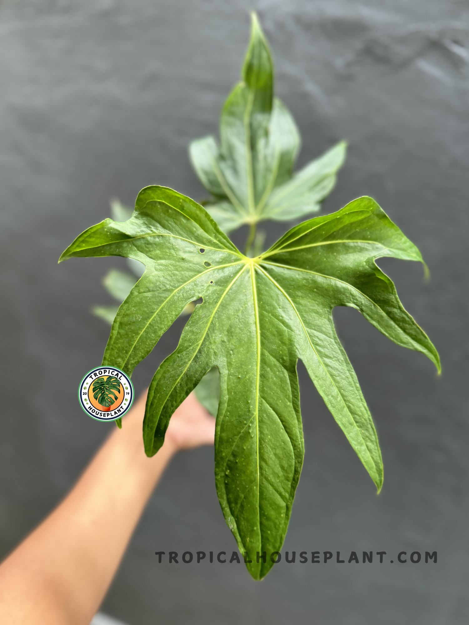 anthurium pedato-radiatum fingers Anthurium Pedatoradiatum