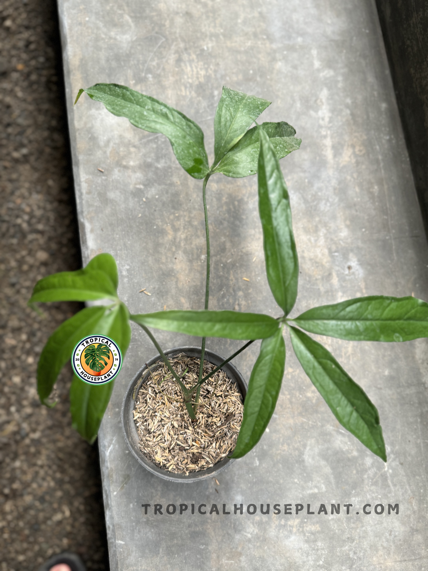 anthurium polydactylum for sale Anthurium Polydactylum