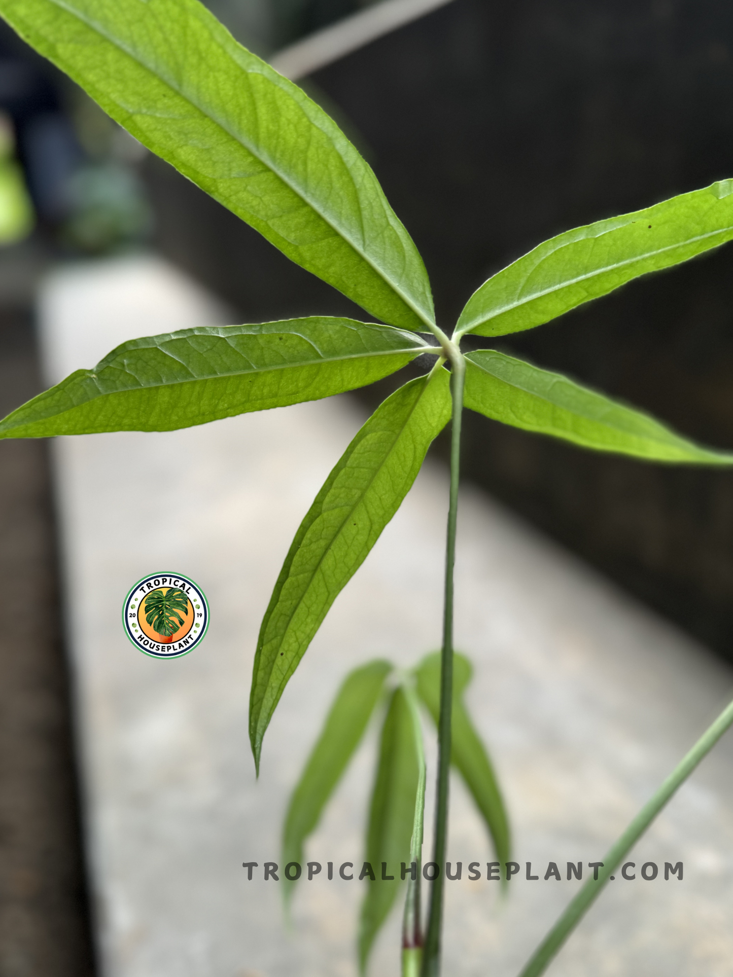 Back view of potted Anthurium Polydactylum, displaying its symmetrical leaf structure.