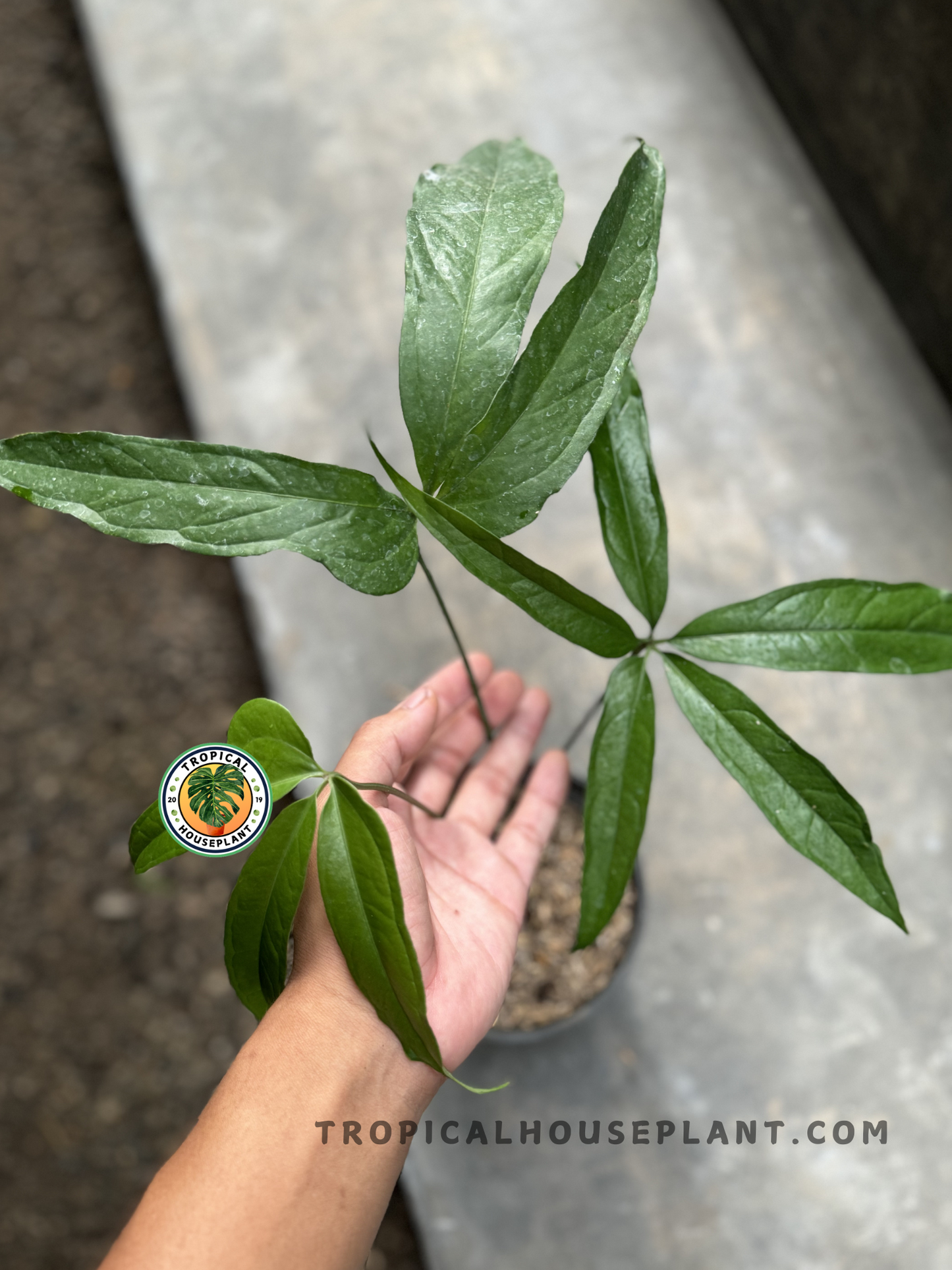 Hand holding Anthurium Polydactylum, showcasing its slender stems and glossy green foliage.