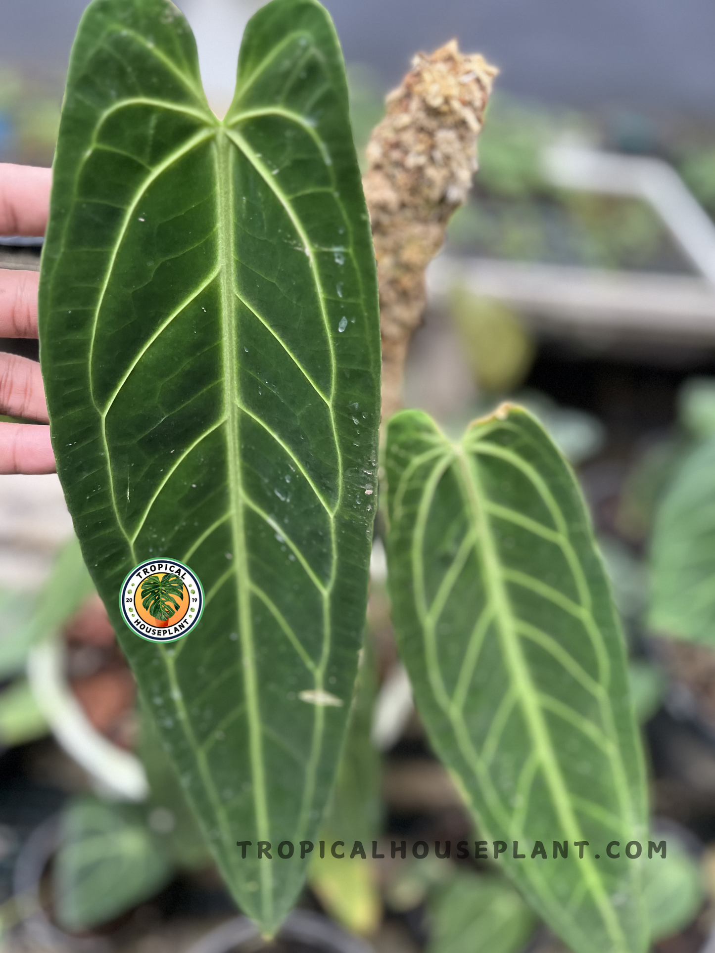Healthy Anthurium Queen Warocqueanum showcasing luxurious pendant leaves with deep green velvet texture and striking silver veins, ideal for indoor tropical plant collections.