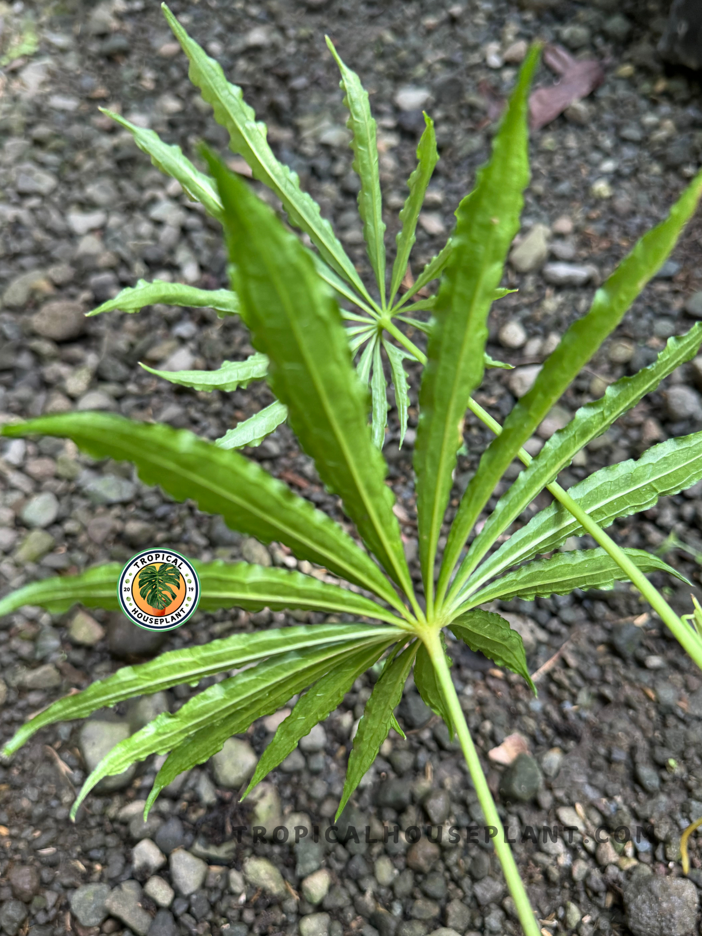 Top-down view of Anthurium Tweed in a pot, highlighting its elongated, deeply serrated leaves against a gravel background.
