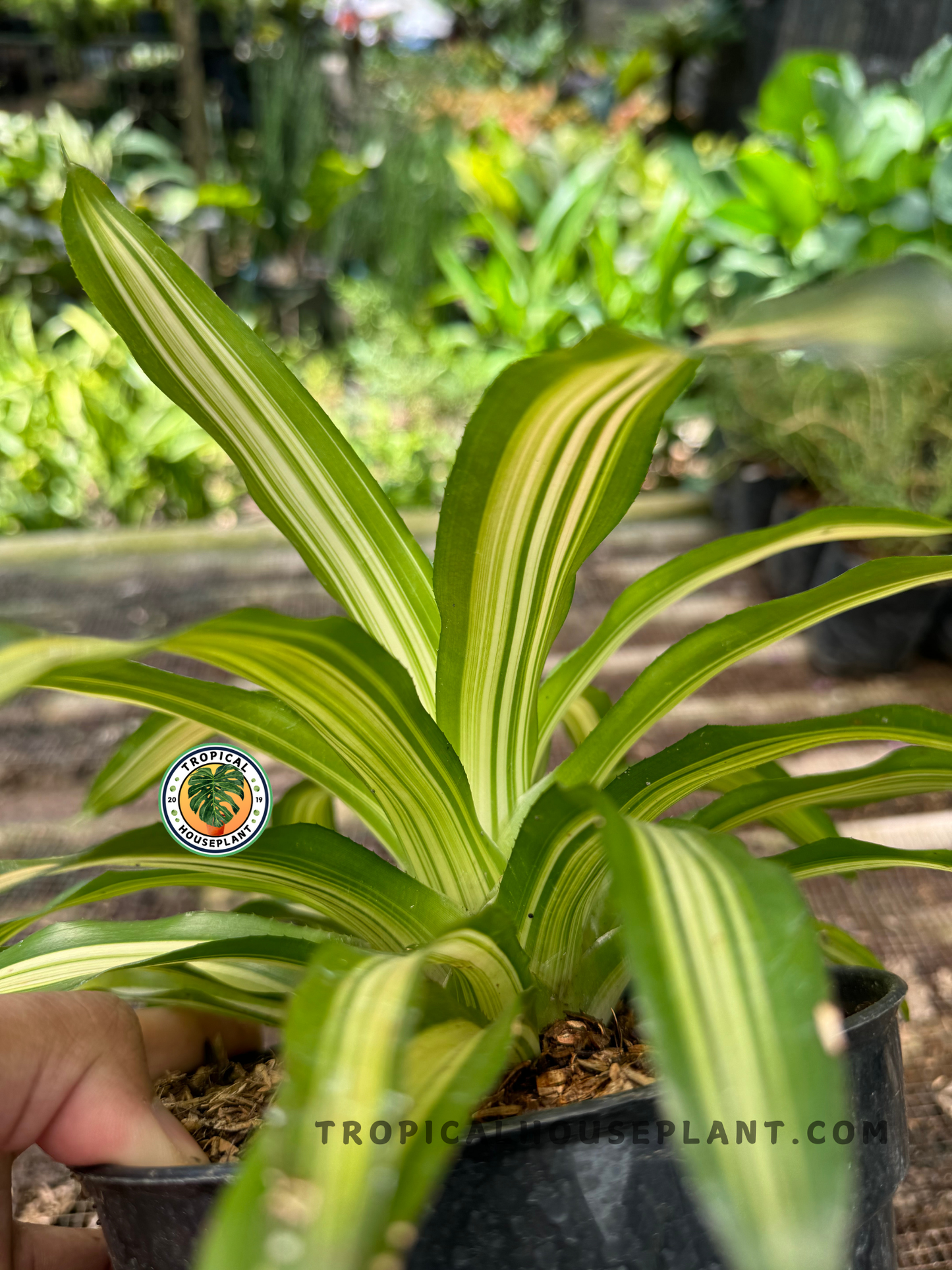 Side view of Bromelia Green White in a black pot, showing arching variegated leaves with a clean striped pattern and healthy, structured growth.