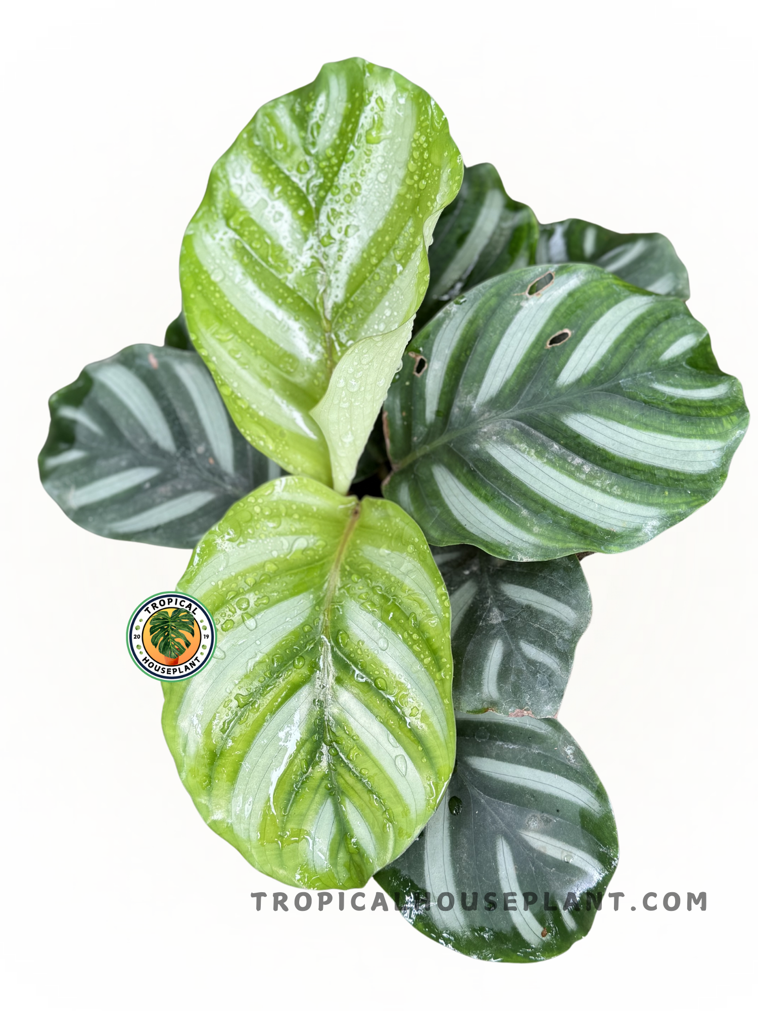 tobacco calathea Golden Cigar Be sure to use rainwater or demineralized water to avoid lime deposits on the leaves Calathea Fasciata