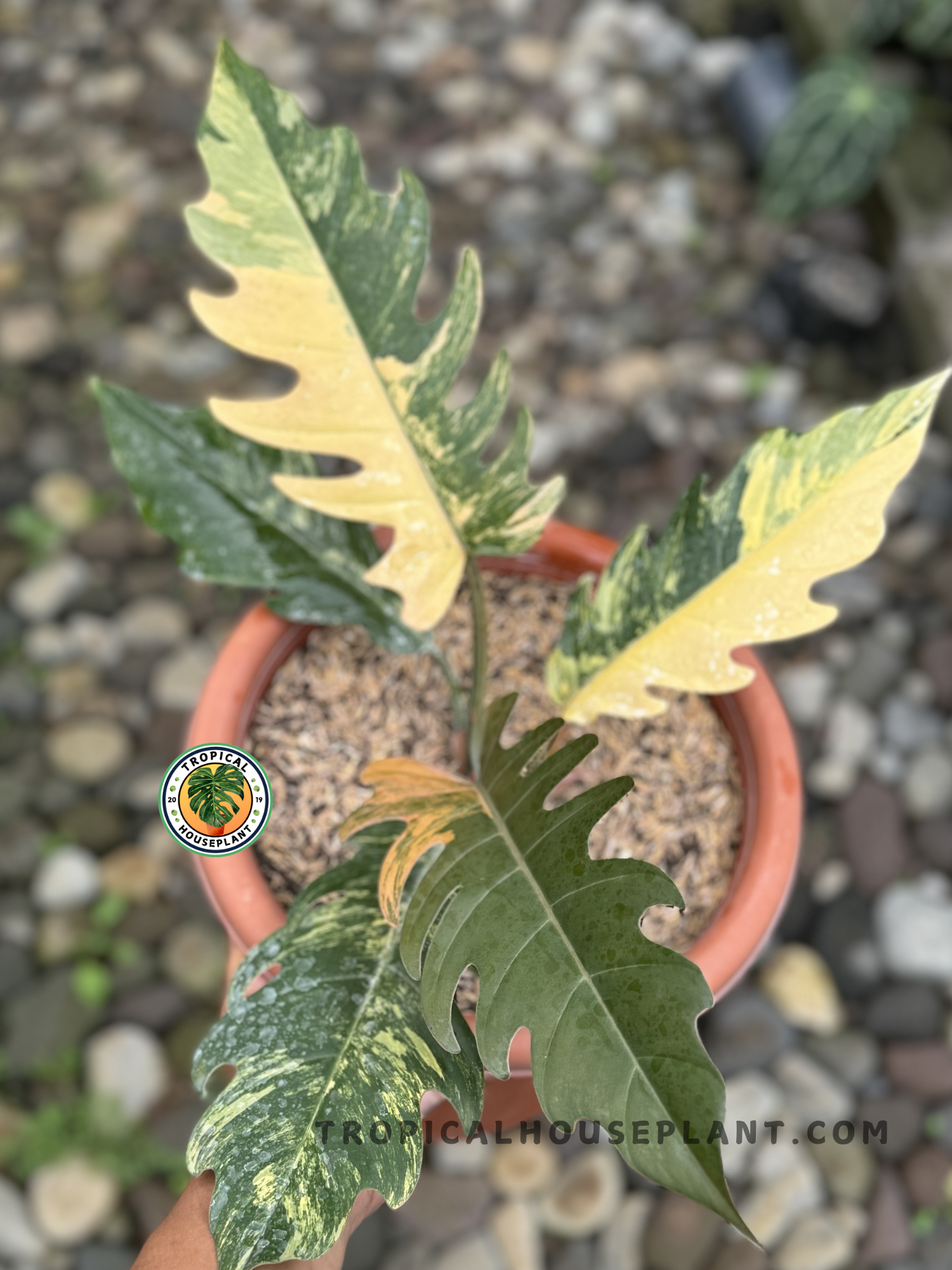 philodendron caramel Philodendron Caramel Marble Variegated – Tropical Houseplant