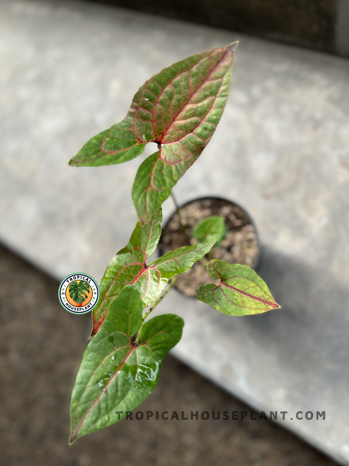 Close-up of Cyrtosperma Johnstonii’s arrow-shaped leaves with deep green color and red veins.