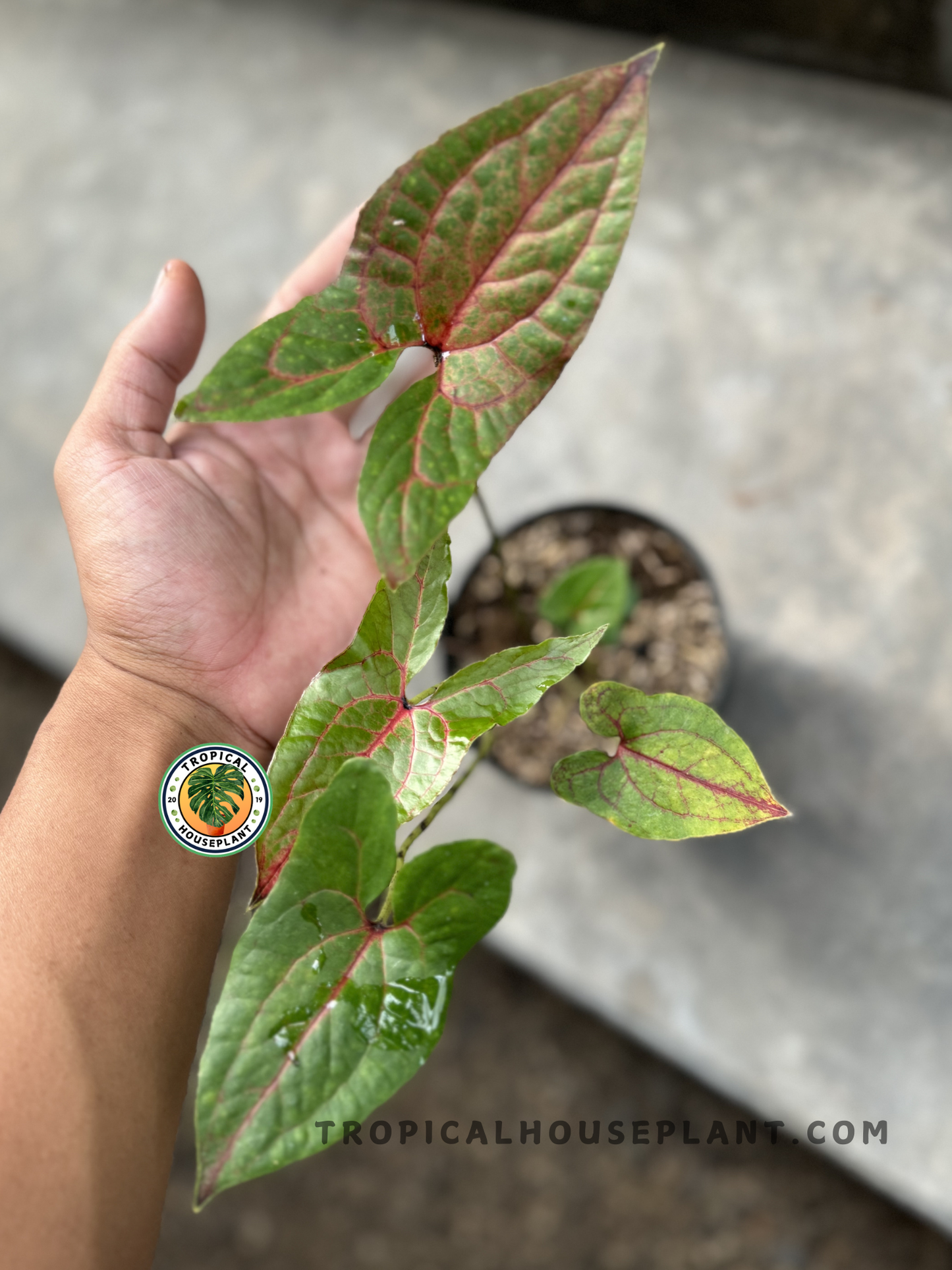 Hand holding a potted Cyrtosperma Johnstonii, showcasing its striking foliage pattern.