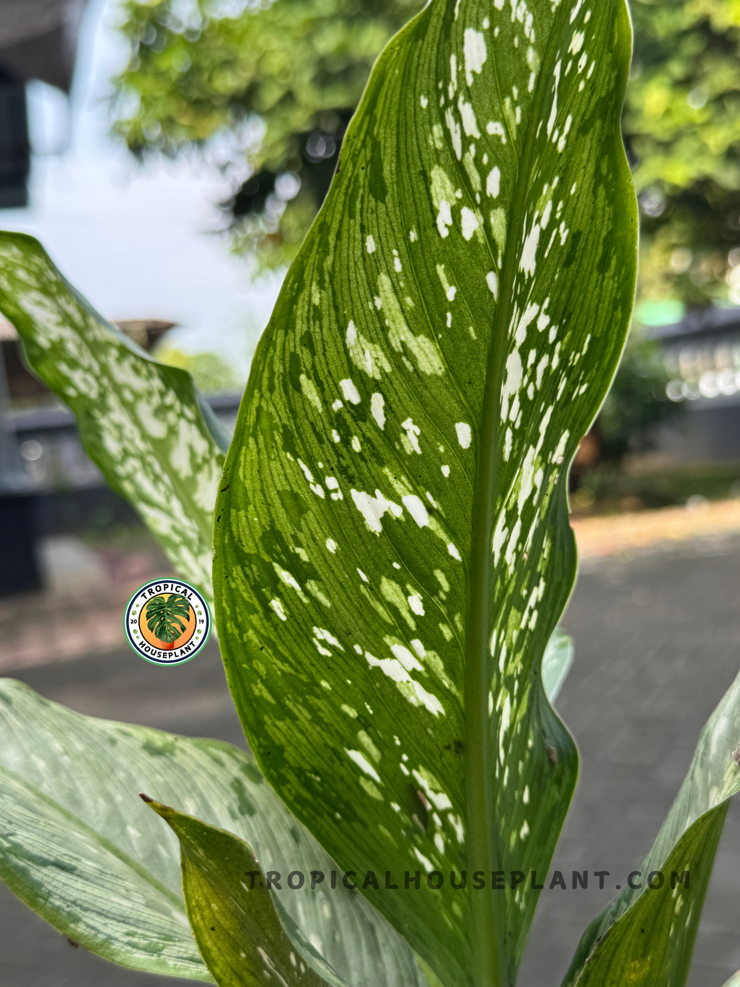 Close-up of Dieffenbachia Tiki leaf showcasing silvery green base with scattered white speckles and a smooth central vein.