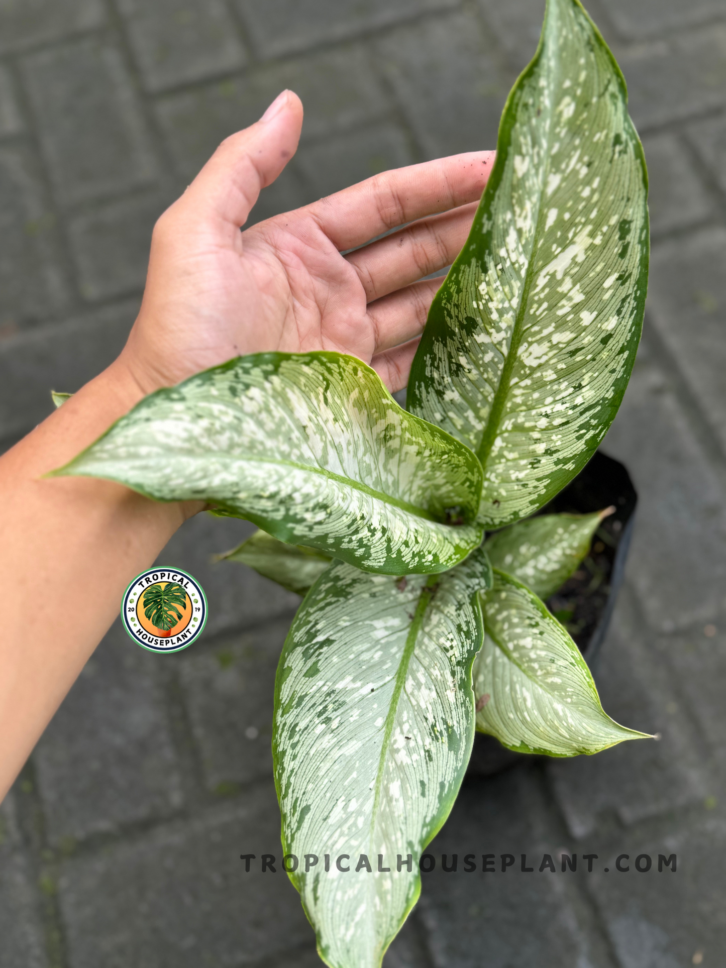 Top-down view of a Dieffenbachia Tiki plant held by hand, highlighting its soft variegation and graceful leaf curvature.