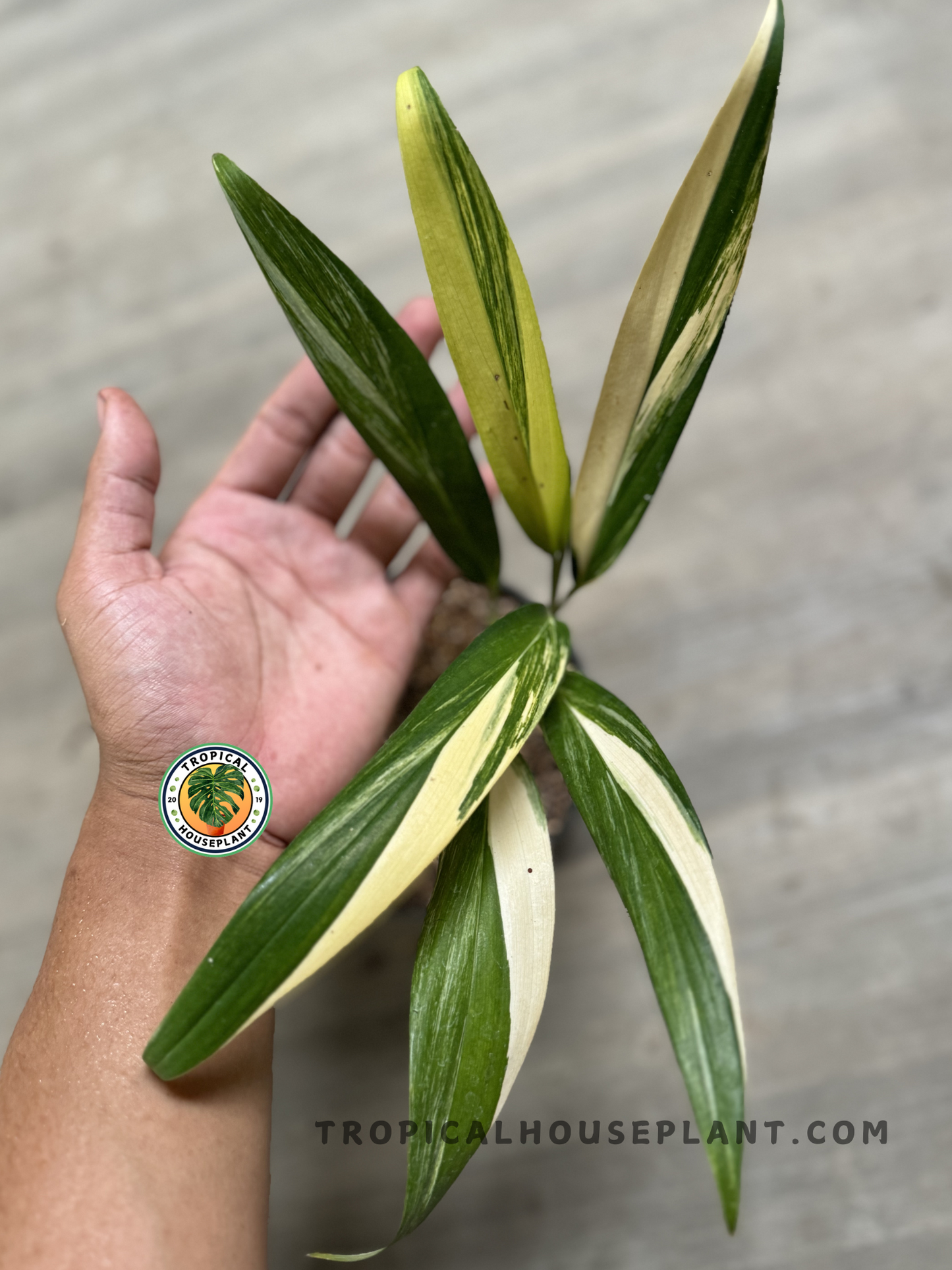 A hand holding an Epipremnum Amplissimum Variegated leaf to highlight its size, elongated shape, and unique variegation pattern. The creamy white and green coloration contrasts beautifully against the neutral background.