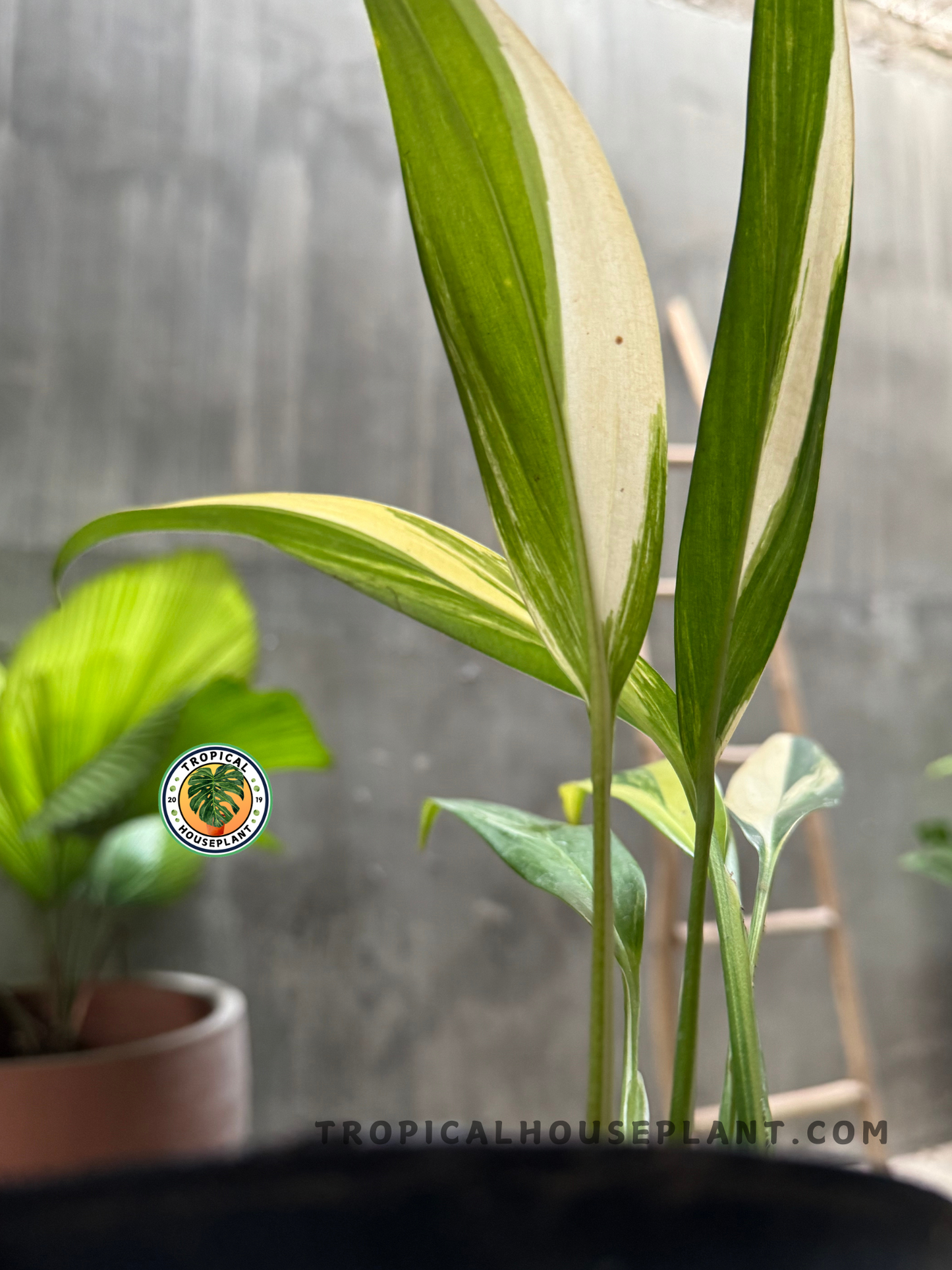 A close-up, low-angle shot of Epipremnum Amplissimum Variegated, emphasizing its tall, slender stems and beautifully variegated foliage. The background includes a blurred view of other tropical plants and a wooden ladder.