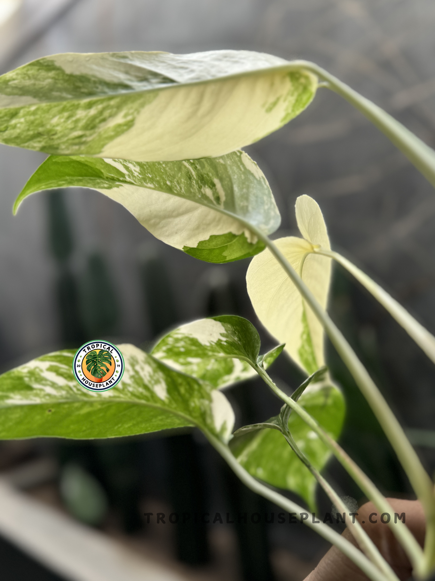 Close-up of Epipremnum Pinnatum White Variegated leaf showing a blend of white and green variegation with natural fenestration.
