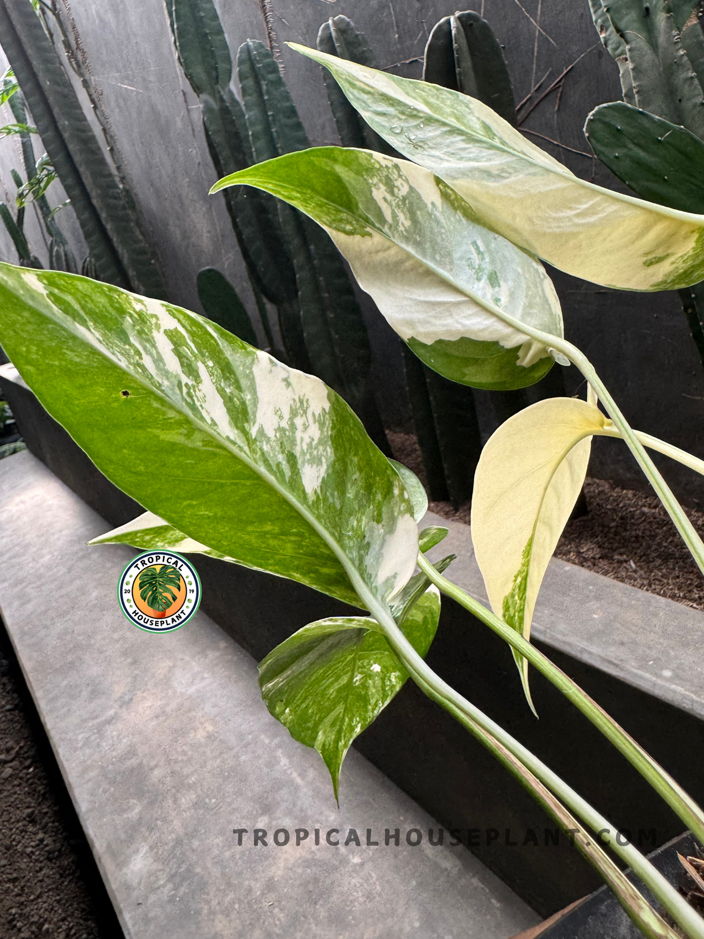 Full view of Epipremnum Pinnatum White Variegated plant with multiple variegated leaves, placed in a pot.