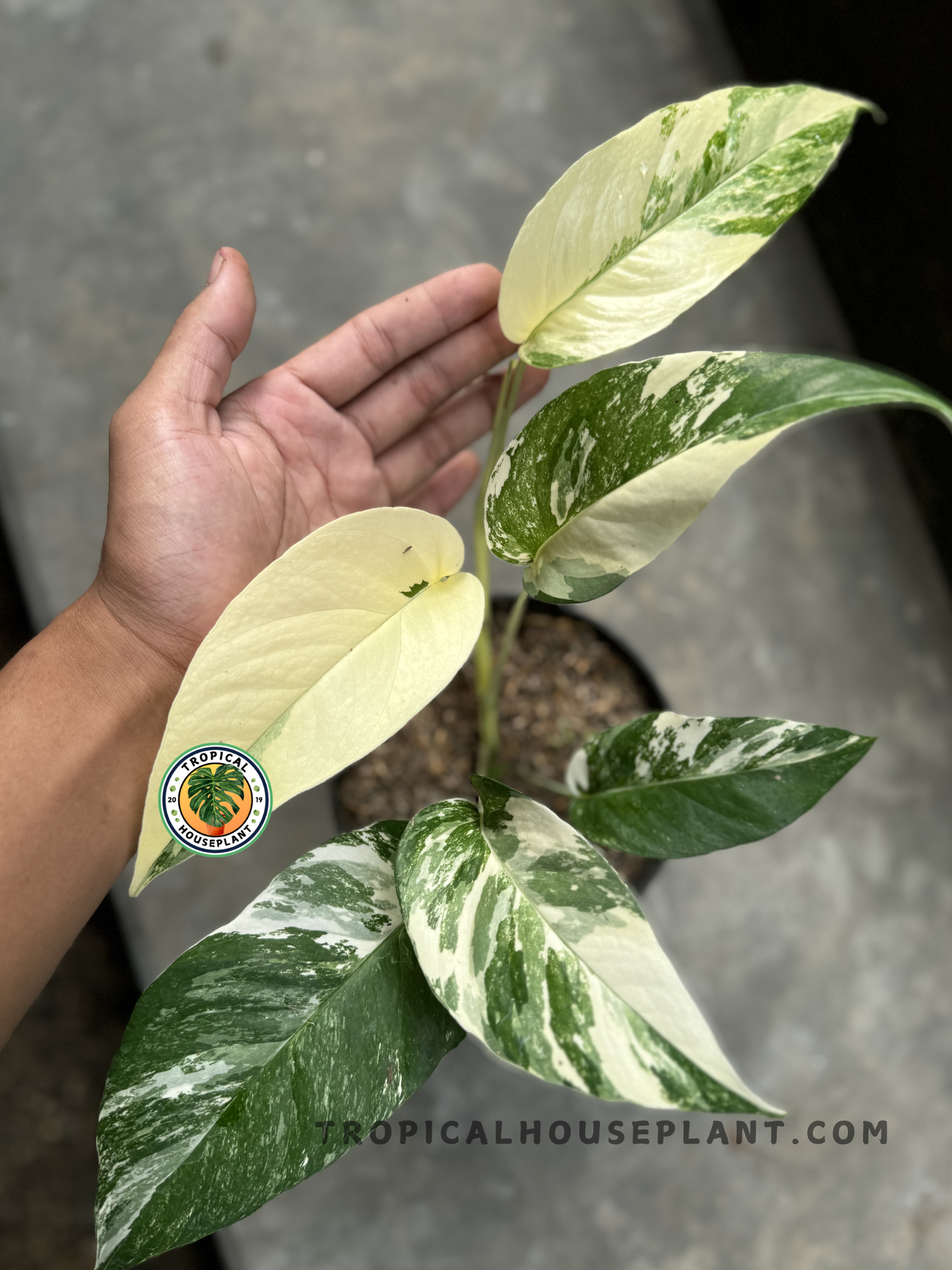 Top-down view of Epipremnum Pinnatum White Variegated showing mature leaves with intricate variegation patterns.