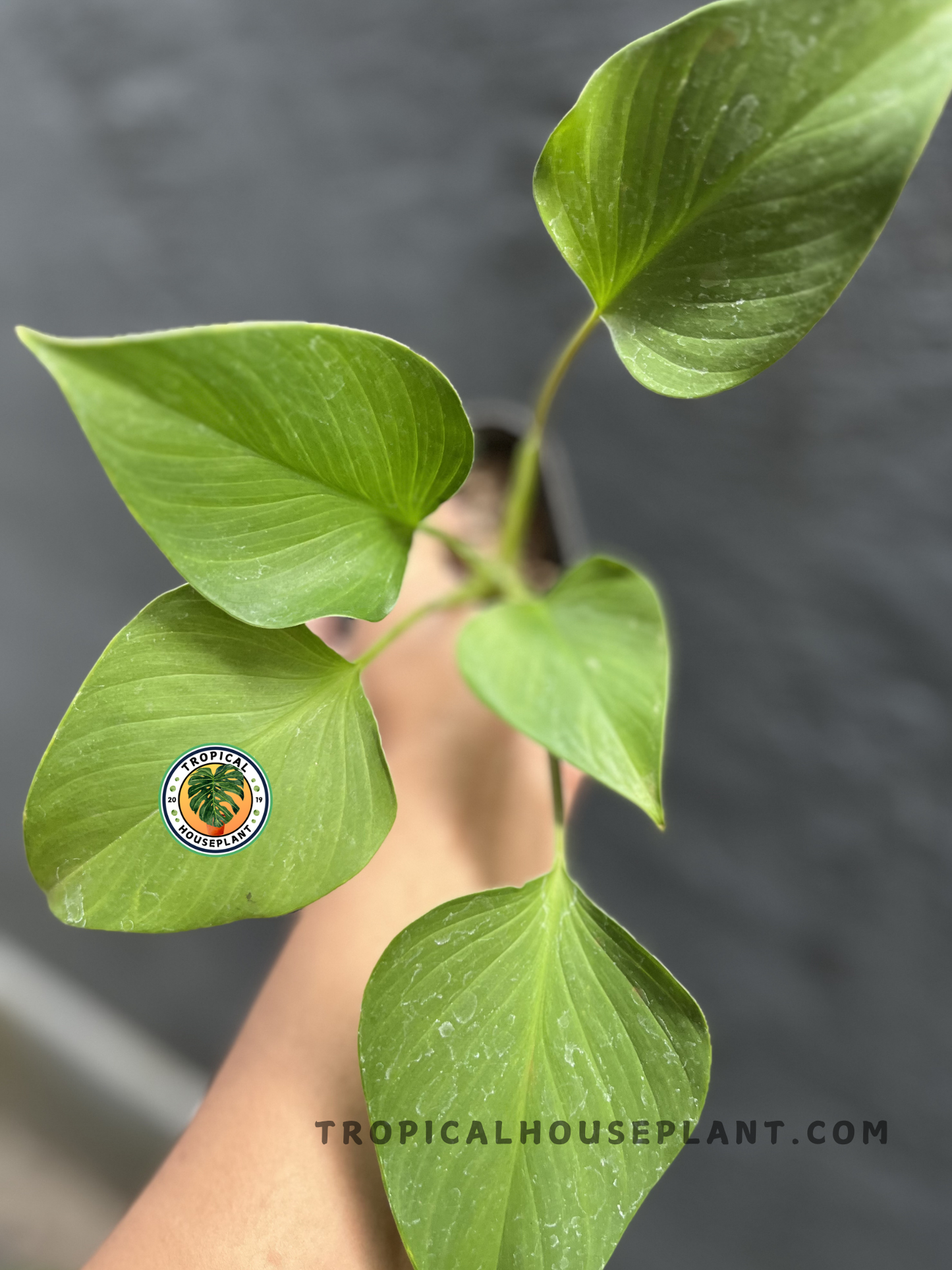 Healthy Homalomena Golden featuring bright golden-green foliage with smooth, heart-shaped leaves, perfect for adding vibrant tropical color indoors.