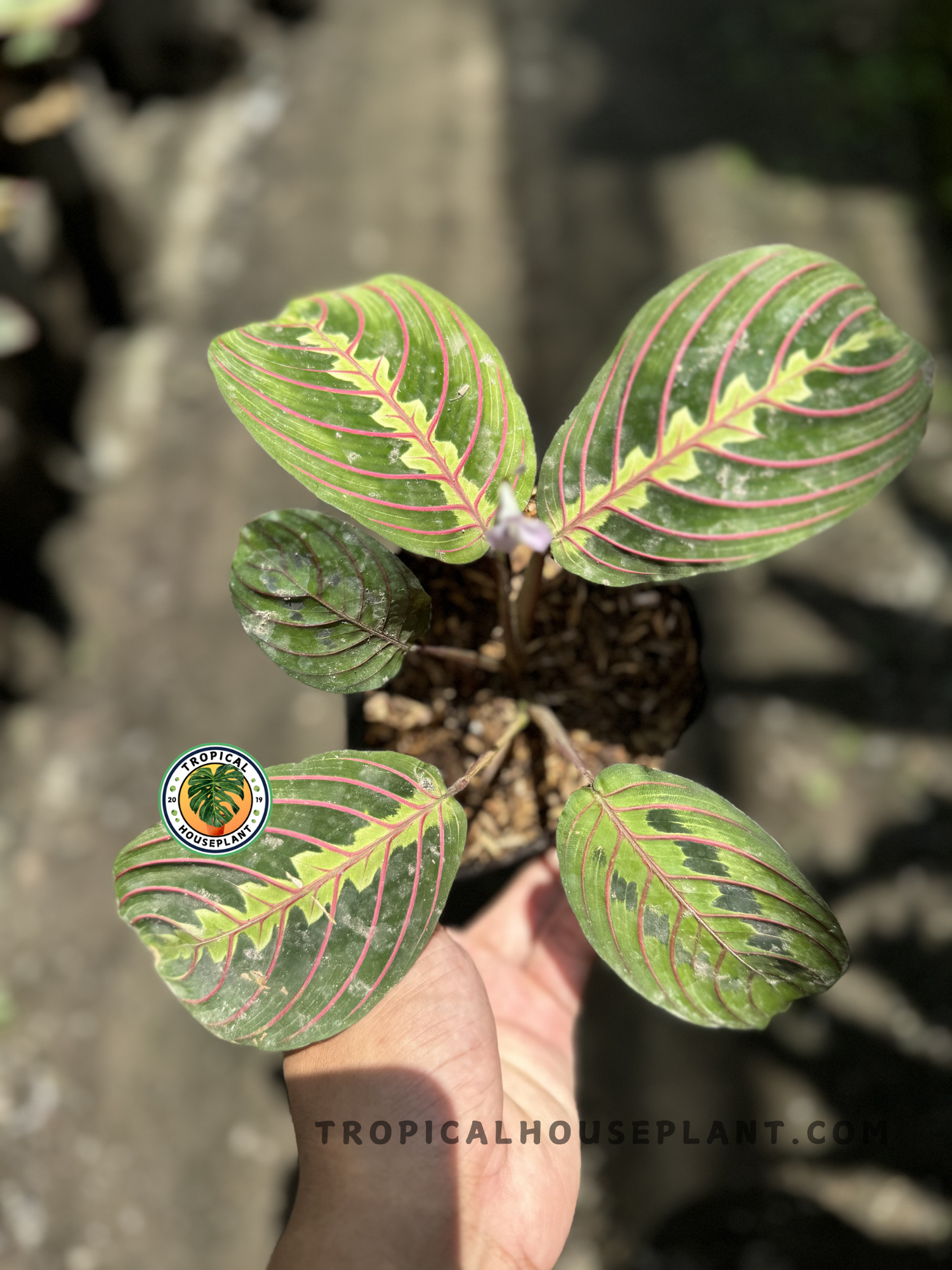 Top view of Maranta leuconeura var. Erythroneura showing vivid green leaves with red veins and yellow midribs, held under bright natural sunlight.