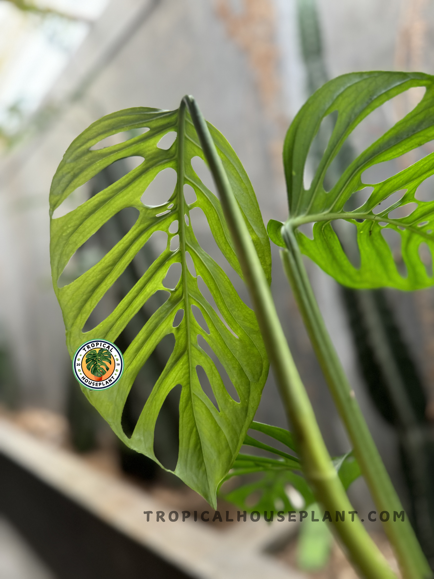 Side angle of a Monstera Blanchetii leaf, showing its detailed fenestrations and slender stem against a blurred tropical background.