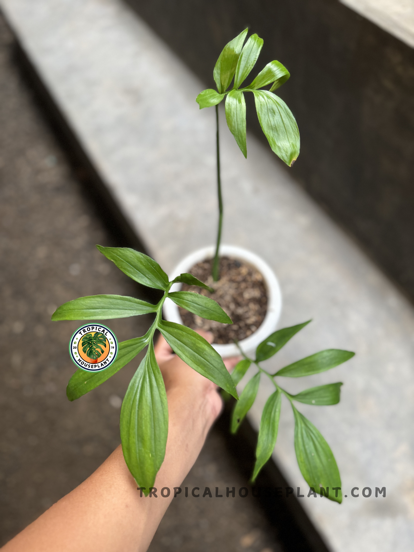 Full top-down view of Monstera Subpinnata in a white pot, showcasing its elegant, spaced leaves and vertical stem structure.